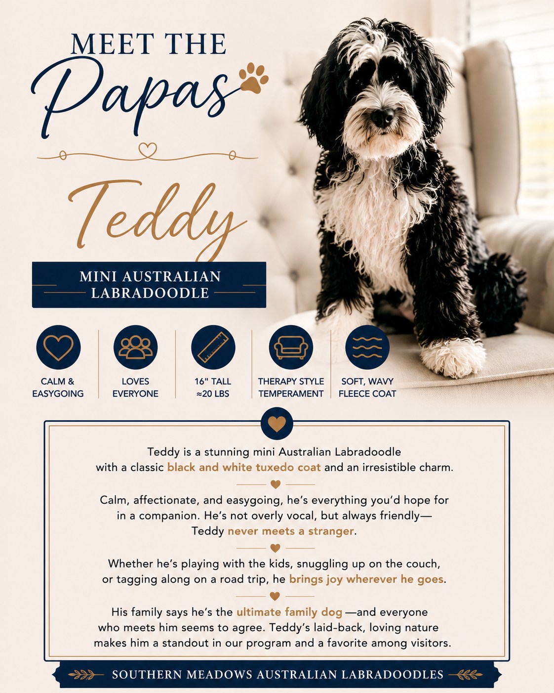 🖤 **Meet the Papas | Teddy** 🤍
Some dogs have that special "it" factor—and Teddy is one of them.
This handsome **black & white tuxedo Mini Australian Labradoodle** is everything we look for in a Southern Meadows sire. Standing **16 inches tall** and weighing **around 20 pounds**, Teddy is the perfect size for families wanting a companion who's easy to take everywhere while still having that sturdy, athletic build.
His incredibly **soft, wavy fleece coat** is just the beginning. Teddy has the calm, affectionate, people-focused personality that wins hearts everywhere he goes. He never meets a stranger, loves children, and has the kind of easygoing temperament that makes him a joy to live with.
🐾 **We're especially excited about Teddy's upcoming pairing with Delilah!**
Together, we expect puppies with exceptional temperaments, ideal family size, luxurious fleece coats, and the calm, intuitive personalities that make wonderful companions and outstanding therapy-style prospects.
⏳ **Puppies are due just around the corner!**
We currently have **limited reservation spots** still available for this exciting litter.
📩 Send us a message to learn more or visit **SMDPUPS.com** for details.
#MeetThePapas #SouthernMeadowsDoodles #SMDPUPS #AustralianLabradoodle #MiniAustralianLabradoodle #BlackAndWhiteTuxedo #TuxedoLabradoodle #TherapyDogProspect #FamilyDog #CompanionDog #PuppyLove #DoodleLife #EthicalBreeder #ResponsibleBreeder #BestPawForward #DogsofInstagram #LabradoodlePuppies