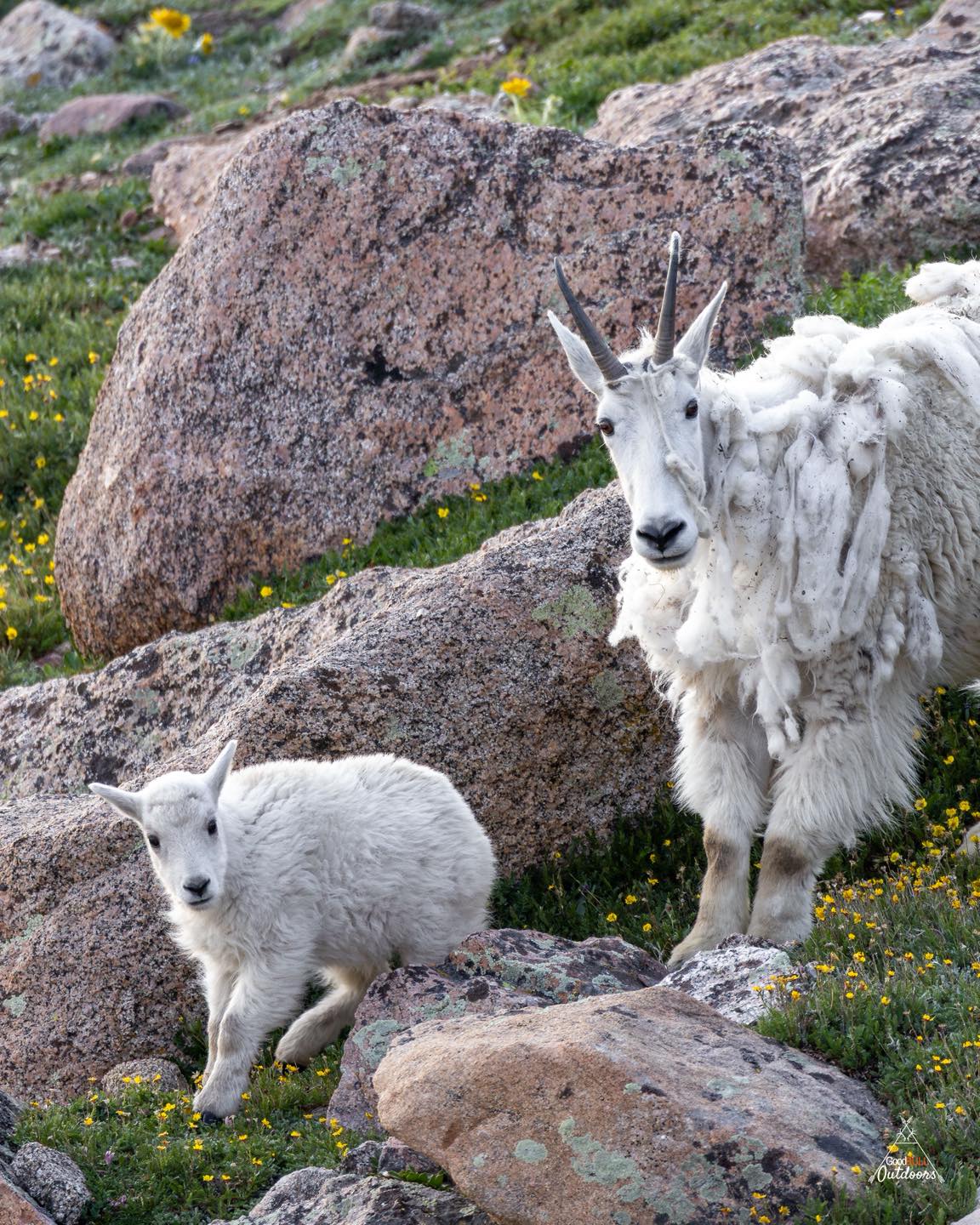Love seeing those cotton balls!
#wildlifephotography #wildanimals #babyanimals #mountaingoat #goats