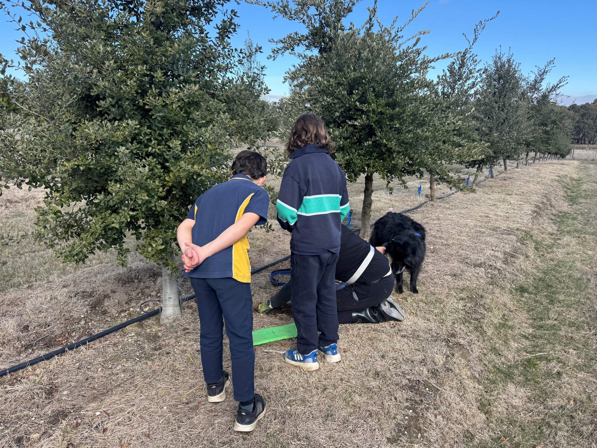 DON’T MISS OUT! A first for most truffle farms. Kids hands‑on truffle event. 2nd July!
A hands‑on truffle day made for kids. They’ll start with a warm truffle honey hot chocolate, then head into the orchard for a real Truffle Hunt — learning how truffles grow, how the dogs find them, and why they’re so special.
Back at the cellar door, they’ll enjoy truffle cheese toasties (vegan option available), juice, and take‑home learning packs and activities.
Designed for kids aged 7–14.
(Parents may need to assist their children with following instructions from the handler.)
#trufflekids #trufflekid #TruffleHunting #truffle #daylesford #daylesfordmacedonlife #visitmacedonranges #trufflehunter #familywinery #macedonranges #melbourneweekends #weekendsinmelbourne #lancefield #sunbury #kyneton #gisborne #schoolholidaysmelbourne #schoolholidaysmelb