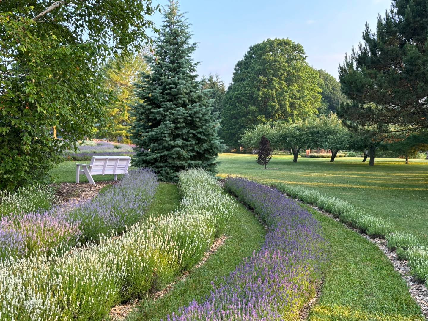 Lavender season has begun! Come for a visit to our peaceful farm in Southern Bruce County for a truly relaxing experience. Shop our natural home and body care products, enjoy some lavender ice cream and feed the friendly alpaca while you are here.