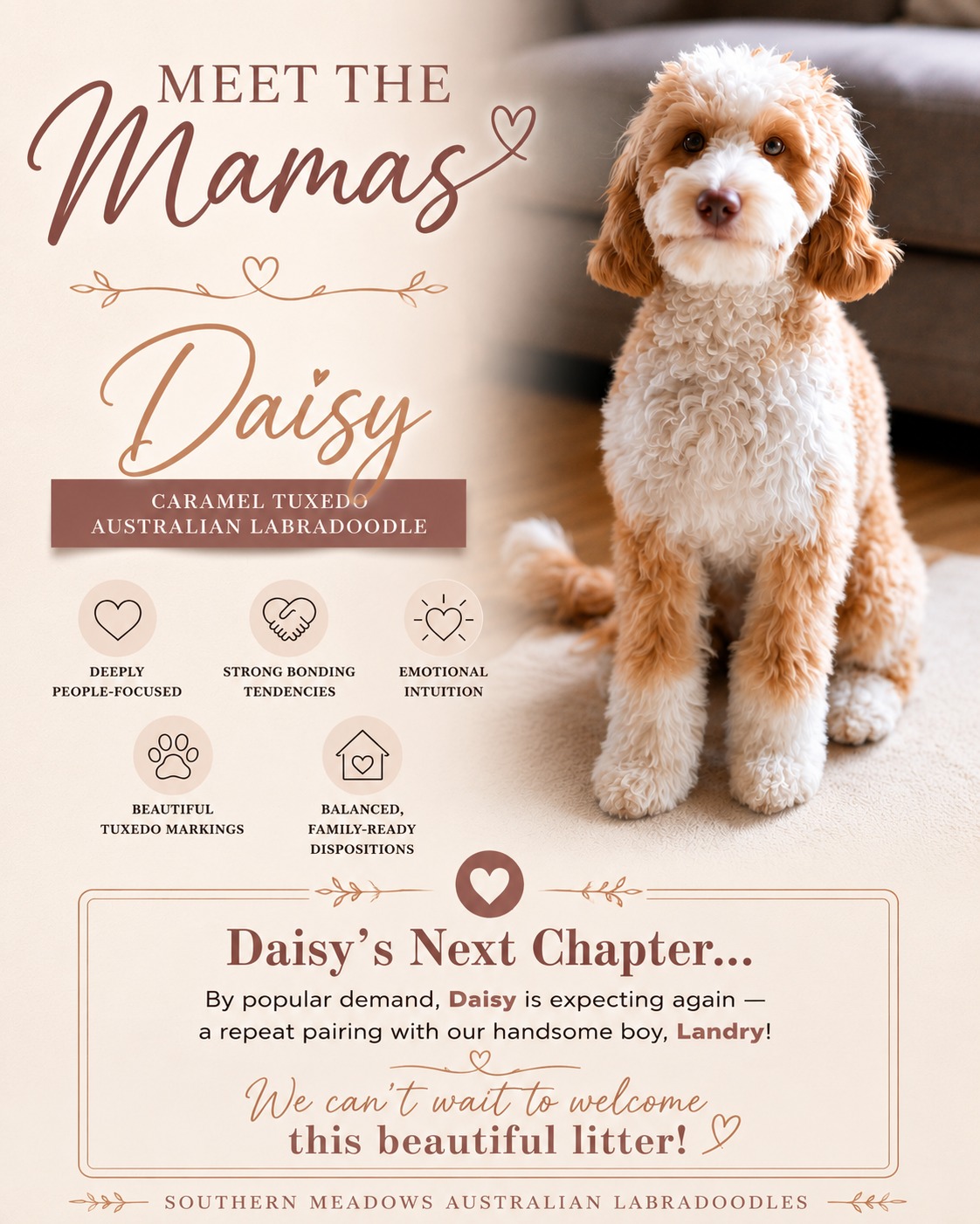š¤ **Meet the Mamas | Daisy** š¤
Some dogs simply leave a lasting impressionāand Daisy is one of them.
This beautiful caramel tuxedo Australian Labradoodle has a heart fully devoted to her people. She lives with one of our amazing guardian families, where she's deeply loved and cherished. In fact, they loved her so much they chose to keep one of her daughtersāa true testament to the incredible temperament she consistently passes on.
Daisy has an amazing ability to connect with people. She's affectionate, emotionally intuitive, and naturally forms strong bonds with everyone she meets.
š¾ **We're excited to announce that Daisy and Landry have officially welcomed EIGHT stunning puppies!**
This repeat pairing was highly anticipated, and these little ones are already showing the beautiful caramel tuxedo markings and sweet, people-focused personalities we've come to love.
Follow along as these babies grow, begin their **Best Paw Forward** foundation training, and prepare to meet their forever families.
š Learn more about this litter at **SMDPUPS.com**
#AustralianLabradoodle #LabradoodlePuppy #AustralianLabradoodlePuppies #CaramelTuxedo #TuxedoLabradoodle #DoodleLife #PuppyLove #ResponsibleBreeder #EthicalBreeder #GuardianHome #DogLovers #PuppyGram #DogsofInstagram #InstaDog #PuppyOfInstagram #BestPawForward #SouthernMeadowsDoodles #SMDPUPS