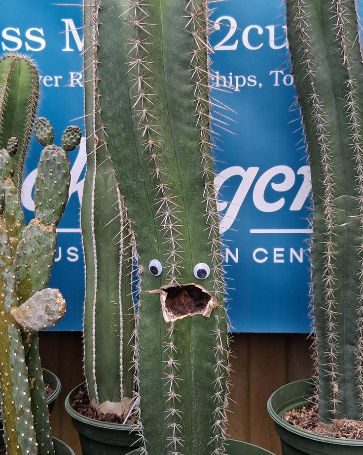 FRIDAY FEELING: The greenhouse is officially stocked, misted, and ready for the weekend warriors! 🪴✨ Whether you’re looking to add a rare gem to your houseplant collection or just need some plant therapy after a long week, we’ve got a green friend waiting for you.
Open all weekend! Who is coming by? Tag your favorite plant shopping buddy below! 👇
#FridayFeeling #PlantTherapy #GreenhouseVibes #WeekendPlans #PlantShopping #RetailTherapy #StockslagersGreenhouse #ShopLocalOhio #DaytonPlants