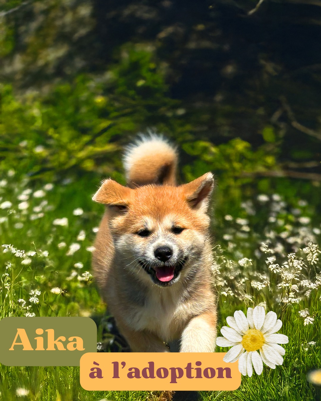 🤍 Aika, une petite Akita Inu à la recherche de sa famille 🐾
Il y a des chiots qui marquent un éleveur plus que d’autres… Aika en fait partie.
À sa naissance, j’ai dû la réanimer. Aujourd’hui, elle est devenue une magnifique petite Akita pleine de vie, curieuse, joueuse et incroyablement attachante.
La voir grandir est une immense fierté. Aujourd’hui, il ne lui manque plus qu’une chose : une famille qui l’aimera pour toute sa vie. 🤍
✨ Femelle Akita Inu LOF
✨ 2 mois
✨ Identifiée, vaccinée et parfaitement socialisée
✨ Élevée au cœur de notre famille
Si vous pensez qu’Aika pourrait être votre future compagne de vie, je serai ravie d’échanger avec vous.
🌐 Toutes les informations sont disponibles sur notre site :
https://www.akita-inu-elevage-de-l-esprit-du-kitsune.com
📩 Vous pouvez également nous contacter en message privé.
🤍 Un simple partage peut permettre à Aika de rencontrer sa famille. Merci pour elle. 🐾
#doglovers #japanesedog #puppies #akita #akitainu