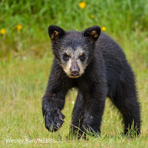 Bear season is here on the North Shore — and yes, that includes the kid-friendly trails. 🐻
We teamed up with @northshoreblackbearsociety to answer the questions families actually have: what to do if you see one, what to teach your kids, whether bear bells actually work (spoiler: they don’t), and what signs to look for on the trail.
A few things that might surprise you:
🐾 A bear standing up is curious, not aggressive
🐾 More than half of negative wildlife encounters involve off-leash dogs
🐾 Your voice is your best tool — not a bell
Full article on the site — link in bio.
📷 Photo: @northshoreblackbearsociety
#nskidsbc #northshorekids #northvancouver #northshorebc #northshorefamilies #bearsafety #hikingwithkids #northshorehiking #blackbear