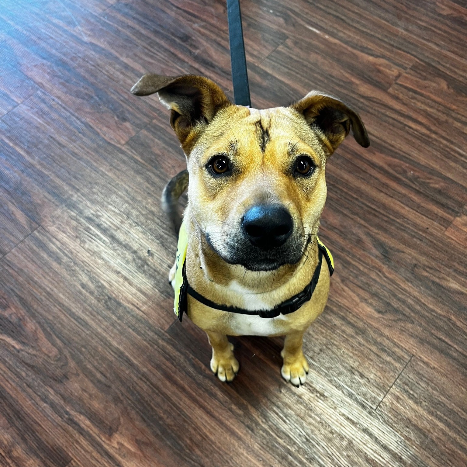 We are on-site at PetSmart Euless until 1pm this afternoon 6/27 ready to find these awesome pups homes! Come meet Daisy Lou, Nanook, Pepperoni and Sally today and see if they're your perfect match 💖 Adoption fee is $150 and covers annual vaccines, spay/neuter, and microchipping!
📍2800 SH 121, Euless TX
⏰ 10AM-1PM
