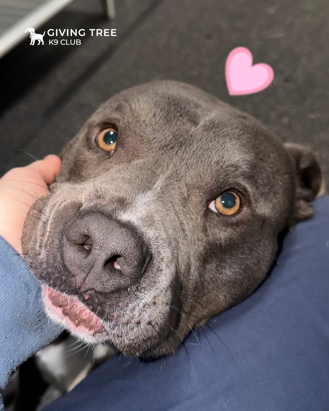 From cuddle-worthy pups to furry best friends who stick together wherever they go,
every dog is enjoying their day at K9 Club. 🐶✨
Whether they're playing with friends or simply soaking up the attention,
these adorable guests know how to make the most of every moment!!! 🥹
#GivingTree #Virginia
#givingtreeK9club #fallschurch
#K9Club #Dogboarding #DogLovers
#cuddleworthy #looooovely