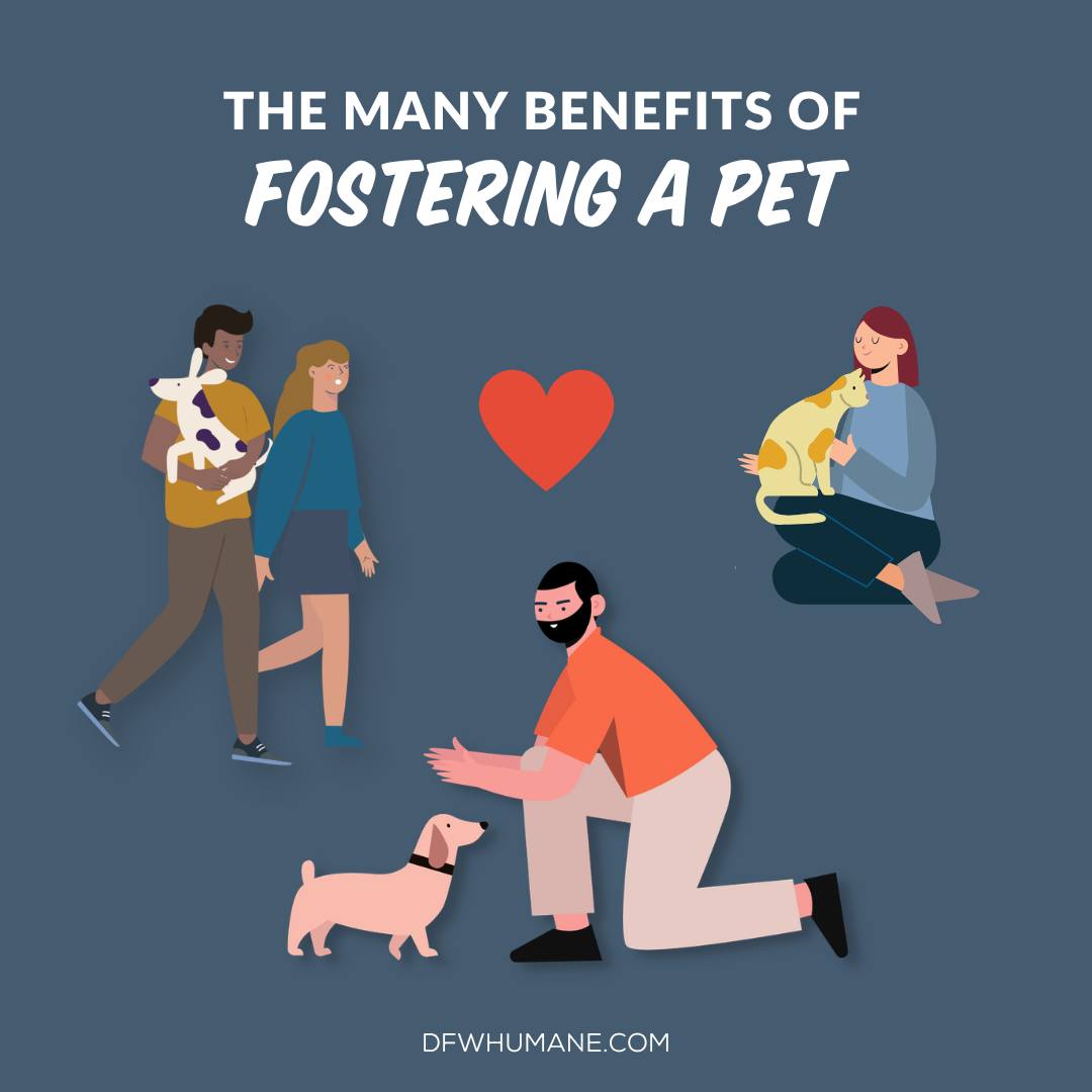 Fostering changes lives- both for pets and for people 💖
By opening your home temporarily, you give a shelter pet a chance to relax, learn what home life is like, and often find a forever family even faster. Check out some of the many benefits of fostering, and consider making a difference one pet at a time!
Interested in becoming a foster? We'd love to hear from you! You can fill out our foster application at dfwhumane.com/short-term-foster