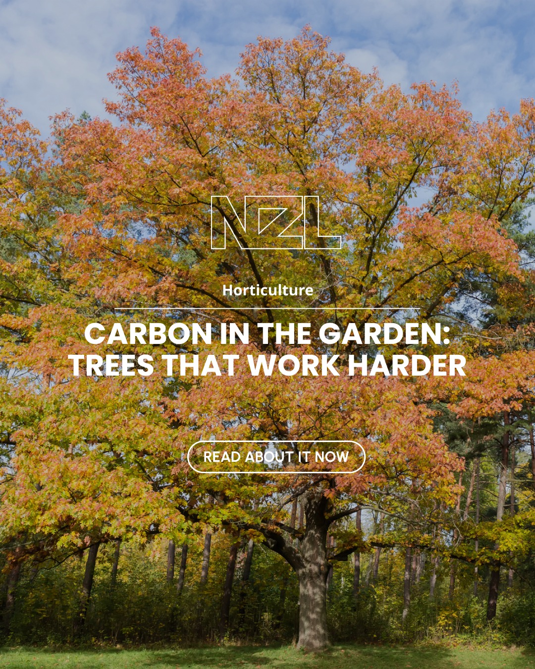 Trees have always been the heavy lifters in a landscape. Now they're being valued for more than just their visual appeal. Blue Mountain Nurseries provides suggestions for trees that do more.
👉 Discover how by following the link in our bio