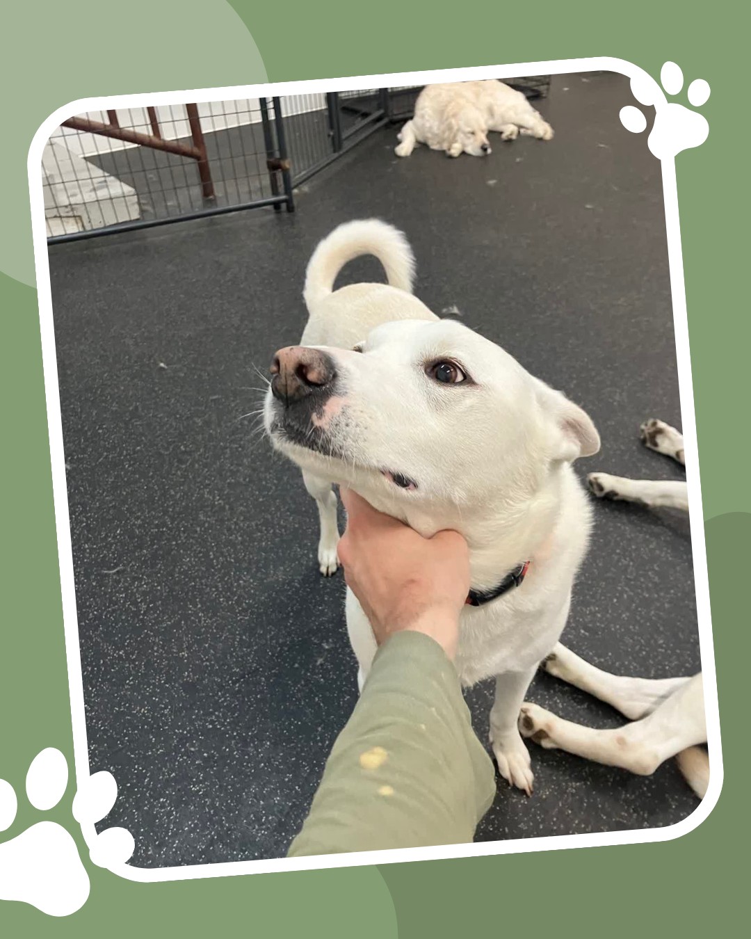 Are you planning a getaway?
Let your pup enjoy a vacation of their own while you're away 🏖️
Book your dog's summer stay today!
#GivingTree #Virginia
#GivingTreePetResort #Reston
#PetResort #Dogboarding #DogLovers
#summer #holiday