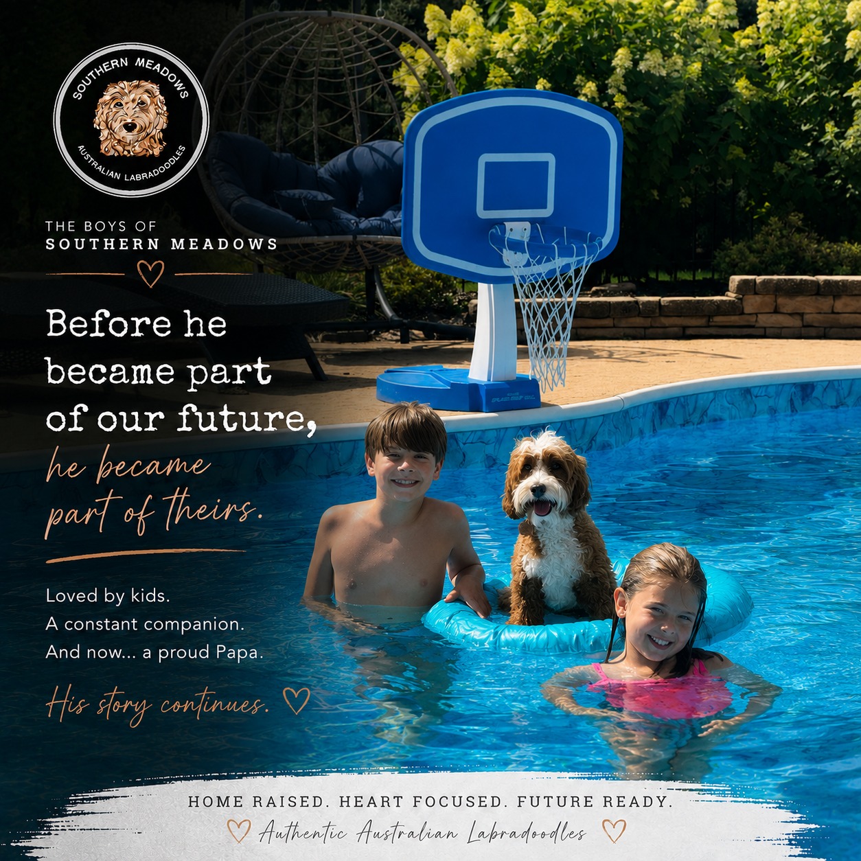 Before he became part of our future, he became part of theirs. 🤎
Phoenix was never raised to simply be a beautiful Australian Labradoodle or a future dad in our program.
He was raised in the middle of real life.
Kids.
Cuddles.
Pool days.
Bedtime routines.
Family adventures.
And all the wonderfully ordinary moments that turn a dog into something so much more.
Long before Phoenix ever had puppies of his own, he was already showing us the qualities we hoped he would one day pass forward — connection, confidence, affection, and that unmistakable ability to simply belong.
And now, seeing those pieces of him continue into the next generation makes his story even more special.
This is Phoenix.
Loved by kids. A constant companion. And now… a proud Papa. 🤎
His story continues.
Welcome to The Boys of Southern Meadows — a closer look at the boys behind our program, the families who love them, and the legacy they’re helping us build.
#SouthernMeadowsDoodles #TheBoysOfSouthernMeadows #SMDPups #AustralianLabradoodle #AuthenticAustralianLabradoodle #FamilyRaised #LabradoodleLife #LabradoodleLove #DoodleLife #HeartFocused