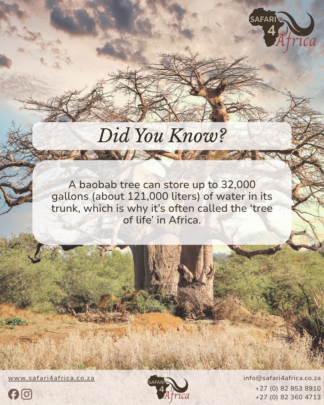 #Safari4Africa #Safari
#LuxuryTravel #LuxurySafari #BespokeTravel #ExclusiveTravel
#SafariExperience #AfricanSafari #WildlifeTravel
#SouthernAfrica #ExploreAfrica #AfricaTravel #VisitAfrica #SafariAfrica
#LuxuryLodge #SafariLodge #LuxuryCamp #FiveStarTravel
#InstaTravel #TravelInspiration #LuxuryEscapes
#krugernationalpark #capetown
#southafrica
#namibia
#botswana
#zimbabwe
