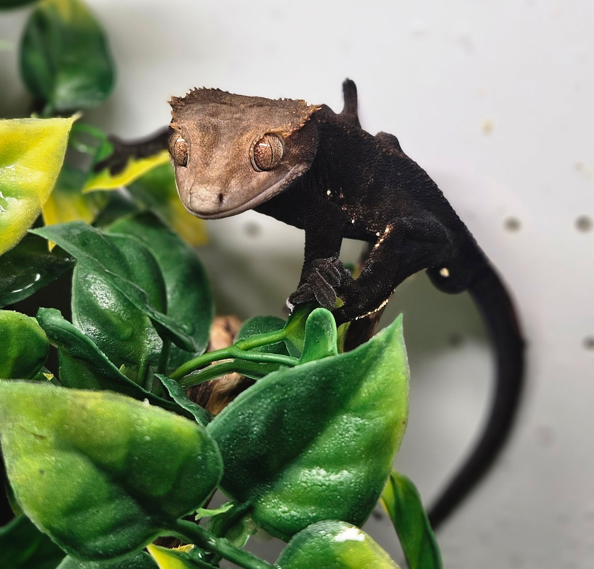 Availability list week of 6/29 now posted at dfwreptarium.com and in the dfw reptarium app
Cappuccino crested gecko pictured
#dfwreptarium #dfwreptiles #reptileshop #petshop #zoo #dallastexas