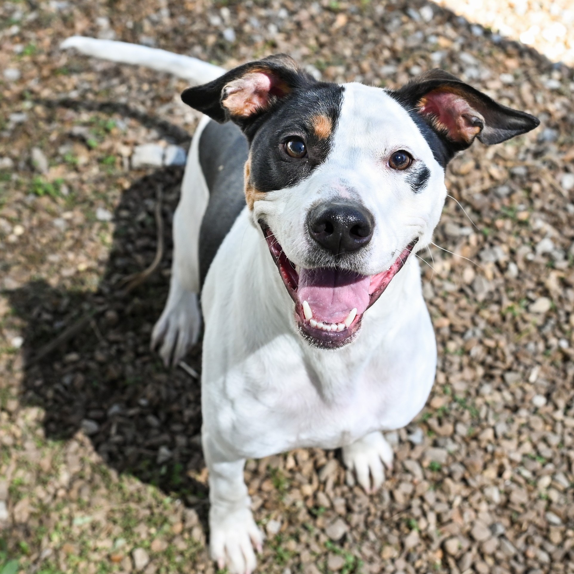 Introducing this week’s dog of the week, Charlie Brown, aka Charlie!!! Charlie is a 2 year old, 40 pound terrier mix. He was surrendered by his owners who felt they no longer had enough time for a dog. He is currently underweight but we are working on helping him get to a healthy size.
Charlie is a high energy young fella who is learning how to settle in to the shelter environment. He has been yard mates with multiple other dogs in the past, and loves having a partner to play with. When Charlie first came to us, he was very strong on the leash but our dog walking volunteers have said that he has shown great improvement just in the last few weeks.
Charlie loves spending time with humans. He often will bark when he hears someone pull up to the shelter, asking to be taken on his next adventure! He is a great car rider, often just looking out the windows or laying in the back seat. He also loves to spend time with shelter employees, just being around the people he loves.
We think Charlie would thrive in a home with an active family or a big yard for him to play in. He loves to go on adventures with other shelter dogs, so for this reason, we think he would LOVE to have a play buddy at home.
If you are interested in meeting Charlie Brown or any other PPC pet, please contact us via website or call 423-877-0738.
#shelterdogs #dogs #dogsofinstagram #shelterdogsofinstagram #shelteranimals