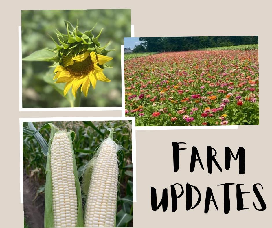 🌽🌻 Farm Update from Southern Palmetto Farms! 🌻🌽
The fields are looking a little different every day, and we wanted to share a quick update!
🌽 Sweet Corn: Our corn is still developing and maturing. It’s coming along slowly, and we’re getting closer! We were so thankful for the much-needed rain Sunday evening. Please keep praying for more rain—we desperately need it to help our crops continue to thrive.
🌸 Zinnias: They are absolutely showing off! The fields are bursting with beautiful blooms, and the zinnias will continue blooming for several more weeks, making for a colorful summer visit.
🌻 Sunflowers: They’re starting to peek through and tease us with little glimpses of bright yellow! We can’t wait to see the fields come alive.
📅 Flower Festival Update: We’re tentatively planning to open July 10–12, with another weekend to follow. We will be open evening hours which will be announced. We’ll share all the details, admission information, and hours very soon!
Thank you all for your patience and support. We can’t wait to welcome everyone back to the farm for another beautiful season of flowers, family memories, and fun! ❤️
Stay tuned… it’s almost time! 🌻🌸 #almost #sunflowers #zinnias #sweetcorn