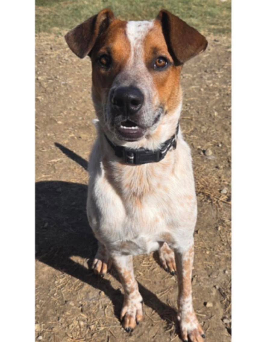 Jasper is a wonderful and curious boy, he loves eating, playing and being outdoors. His newest skill is when that when you say "paw," he knows there is some lovies coming. He knows outside, potty, sit, stay, wait, off, go get it, dinner, breakfast, kennel up and, of course, good boy. He loves to go on walkies and does great on a leash. Let's get those steps in together!. Oh and he absolutely loves to snuggle and sleeping on the couch with his foster sibling. He is totally house broken, loves kids, gets along with other pups (large and small) and respects his elder pups guidance/space. He is listed as 1.6 year old for age and weighs 37 pounds.
Meet him soon! Just submit an online adoption application for a private meet up. Codysfriendsrescue.org. DFW area adoptions.