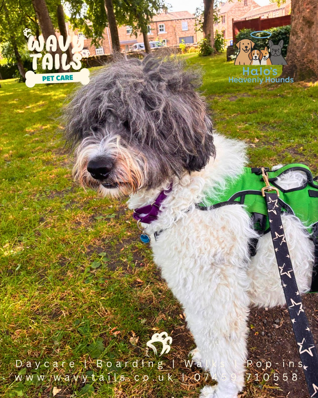 Three solo adventures today with Tilly 1, Tilly 2 and Munster 🐾
No group chaos, no distractions, just one dog, one walk, and all the attention on them. It’s amazing how much they relax when it’s their turn to lead the pace, stop when they want, and take in every smell without having to keep up with anyone else.
Tilly 1 brought the curiosity, Tilly 2 was all about steady exploring, and Munster was fully in his element just enjoying the calm and company.
Simple walks, but honestly some of the best kind 🤎
#SoloWalks #OneToOneDogWalking #CalmDogs #DogWalkerLife #HuddersfieldDogs