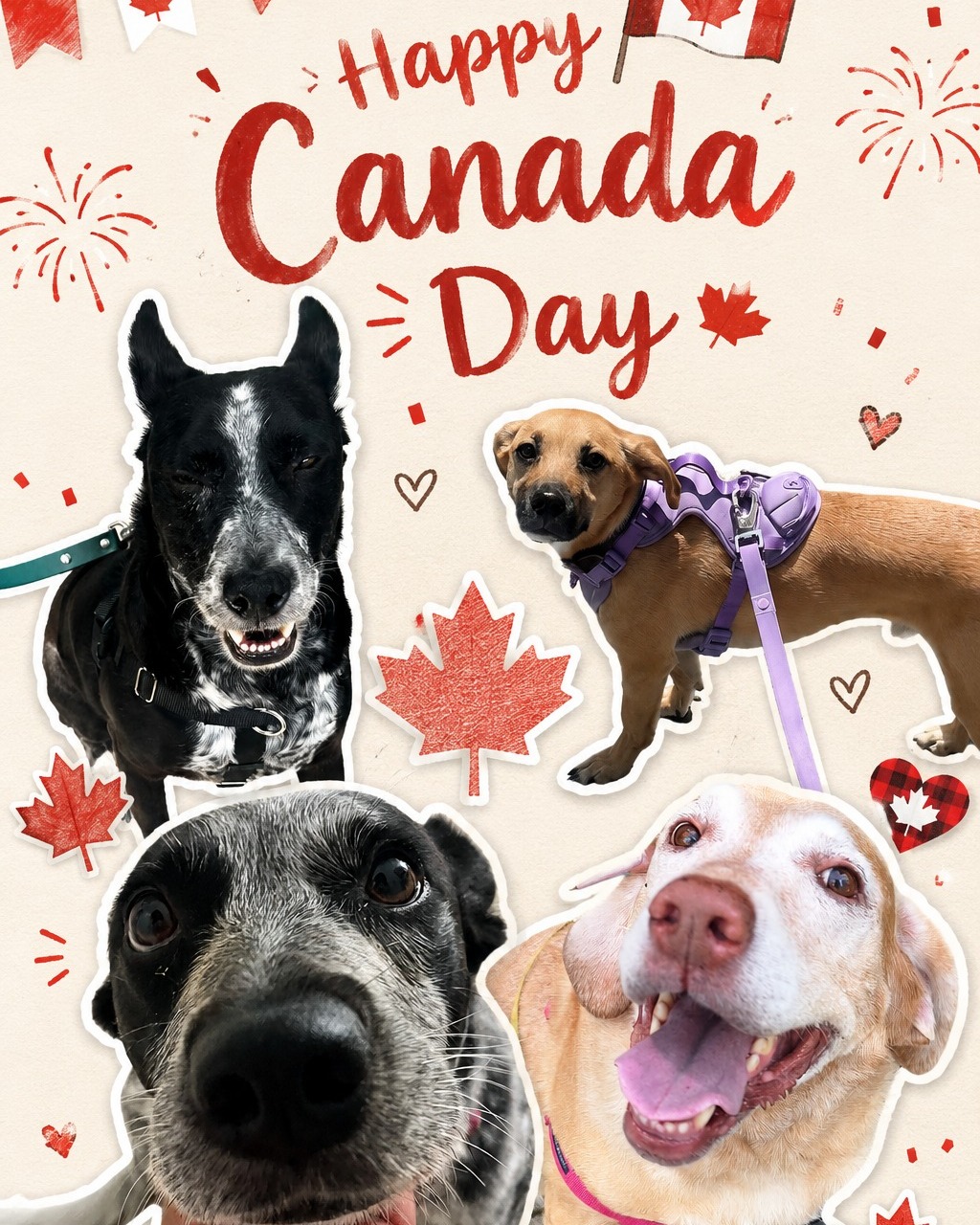🇨🇦❤️ Happy Canada Day from all of us at Waggr! 🐾
Today we're celebrating with some of the amazing pups who make every day brighter. From wagging tails and happy walks to muddy paws and endless zoomies, we're so grateful to spend our days with your best friends. ❤️
A huge thank you to all of our wonderful clients for trusting us with your dogs. Your support means the world to our small business, and we can't wait to create even more adventures together this summer!
Wishing everyone a safe, fun, and tail-wagging Canada Day! 🍁🐶
Which pup in these collages makes you smile the most? Let us know in the comments! 👇
❤️🤍 Happy Canada Day! 🤍❤️
#HappyCanadaDay #CanadaDay #TorontoDogs #DogWalkerToronto #TorontoDogWalker #DogsofToronto #CanadianDogs #DogLovers #SmallBusiness #Waggr #PetCare #DogsOfInstagram #TorontoPets #YDOGTO #DogWalking #CanadaDay2026