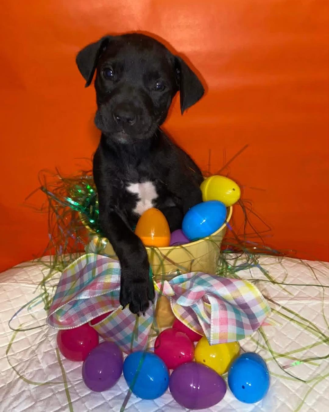 Happy Holiday weekend from adopted (and a little bigger now) Box Puppy: Flynn NKA Moshi. He is his family's guarder of the couch and hiking pal. #happytails #codysfriendsrescue