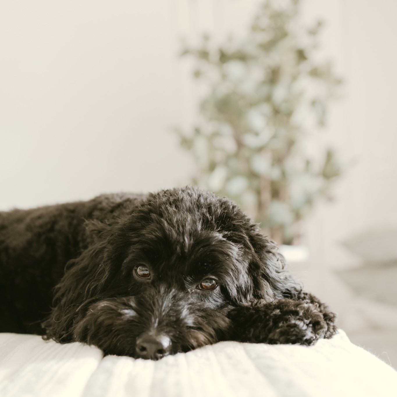 Your first baby deserves a place in the memories, too 🐾🤍
If your family includes four-legged members, they're always welcome in your session ✨
.
.
.
CT Newborn and Family Photographer | Fairfield County, CT Newborn Photographer | Connecticut Newborn and Family Photographer
#ConnecticutPhotographer #CTPhotographer #lifestylefamilyphotography #FairfieldCountyFamilyPhotographer #inperspectivephotography #fairfieldcountyphotographer #fairfieldcountymoms #westonctmoms #connecticutmoms #dogsofinstagram