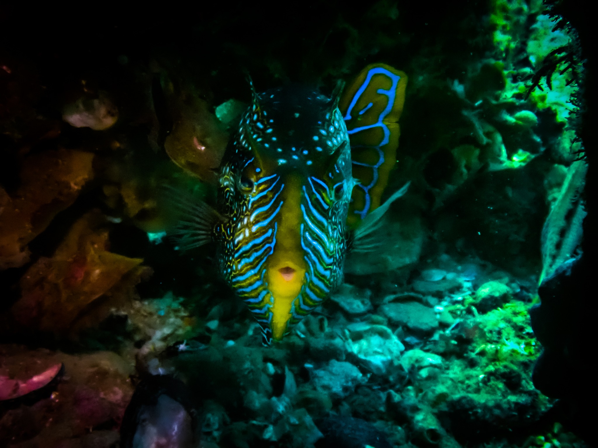 The magic beneath Port Noarlunga. ✨
Captured in 2022, these photos reveal the vibrant reef that exists beneath one of South Australia's most loved jetties.
A hidden world. Right on Adelaide's doorstep.
.
.
.
.
.
.
.
.
.
.
#PortNoarlunga #SouthAustralia #UnderwaterPhotography #MarineLife #OceanConservation