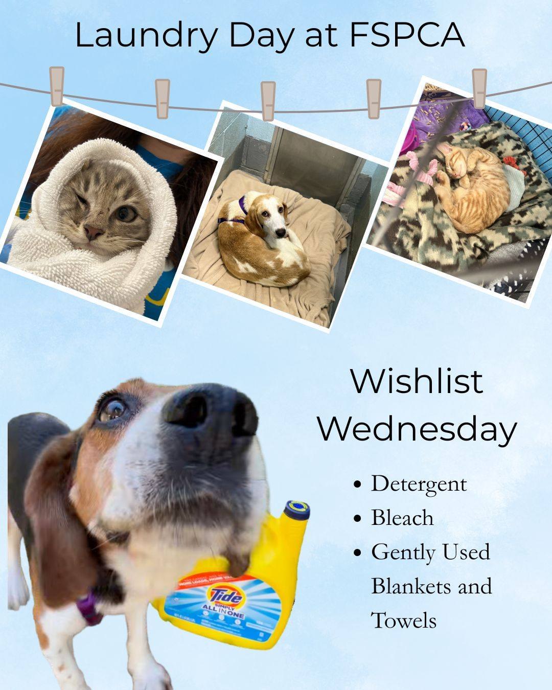 🫧🐱Laundry Day Edition of Wishlist Wednesday🐶🫧
Our pets adore a warm towel fresh out of the dryer or a fluffy blanket on their beds just like we do. We are currently running low on detergent, bleach, and gently used towels and blankets.
Please see our wishlist under the FSPCA.org Donate tab for our most needed supplies and drop your gently used linens off at the shelter. We (and the pets in our care) appreciate your help!
#weloveourcommunity #laundryday #adoptdontshop #fluvannaspca #SmallGesturesBigImpact