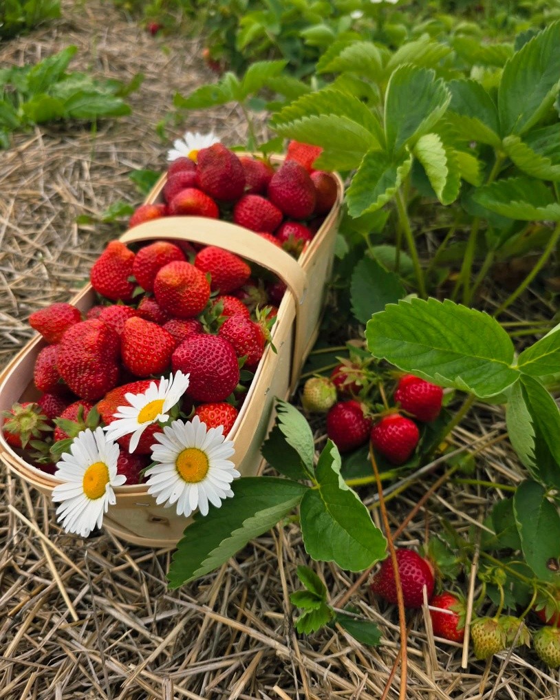 Petite activité d'aprés-midi? 🍓😏
En moins de 20 minutes, tu as un panier et tu manges les plus bonnes fraises de l'année!!!
Autocueillette jusqu'à 15h
7 Trait-Carré Ste-Anne-des-Plaines