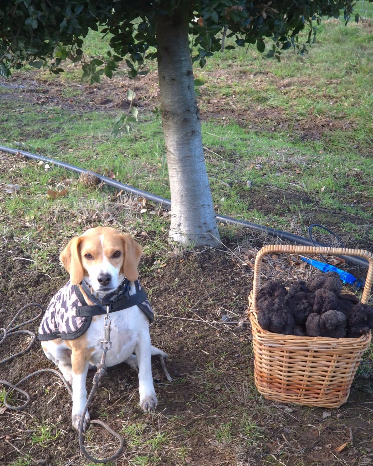 This clever little pooch was hard at work truffle hunting on Sunday… just look at those paws - no longer white, but proudly truffle‑dirty. She slept like an absolute baby yesterday afternoon after all that hard work. #TruffleHunting #truffle #TruffleSeason #daylesford #visitmacedonranges #trufflehunter #macedonrangesnaturallycool #familywinery #melbourneweekends #macedonranges #weekendsinmelbourne #lancefield #macedonrangeswine #sunbury #kyneton #gisborne #woodend #cellardoor #macedonrangessc