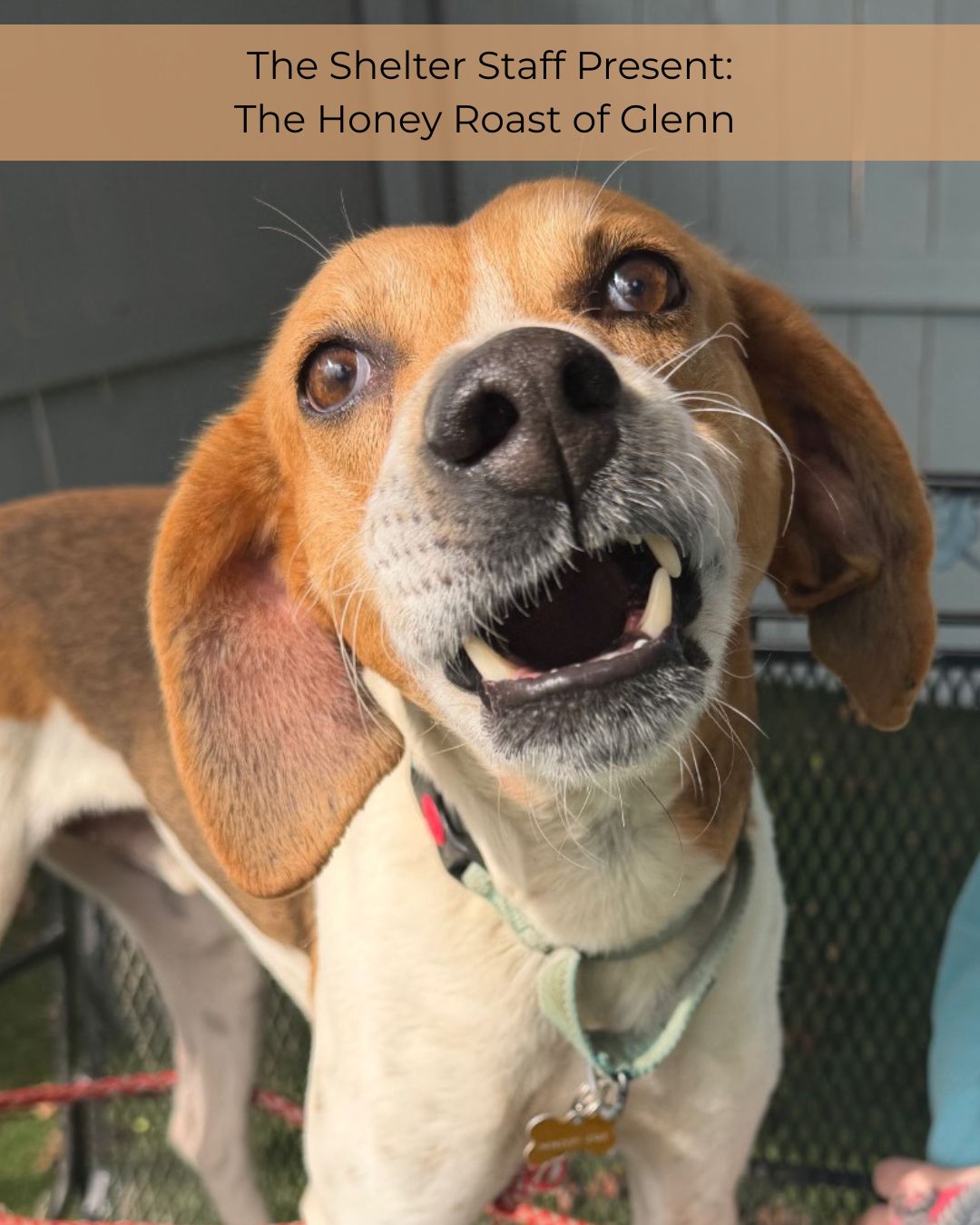 The Shelter Staff Present: The Honey Roast of Glenn
Poor Glenn has been dealing with our zingers for far too long. He can't help that his eyes are wildly wide set.
Someone come adopt him and save him from our teasing. He's a great sport, but 7 months is a long time to tolerate our schtick.
#adoptdontshop #EmptyTheShelters #houndsofinstagram #houndsoffacebook #fluvannaspca #myfavoritebreedisrescued