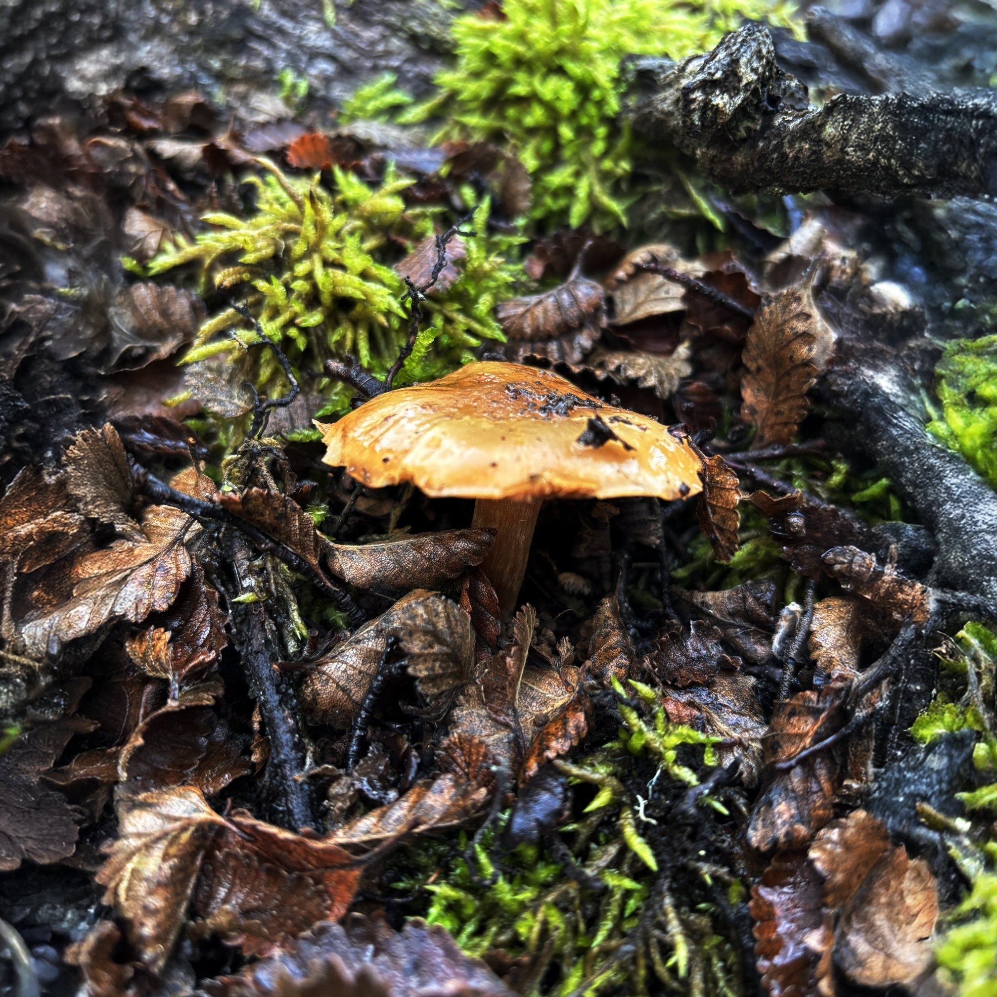 Comprender un territorio requiere sumar distintas formas de observarlo.
Por eso iniciamos una colaboración con @patagoniasubantartica , con el objetivo de generar un marco de trabajo para futuras iniciativas de educación, conservación e investigación vinculadas al paisaje patagónico. Más que un proyecto específico, este acuerdo abre la posibilidad de desarrollar actividades de manera coordinada cuando existan oportunidades para hacerlo.
#Conservacion #MedioAmbiente #RiosLimpios #Naturaleza #Patagonia #ProtegeNuestrosRios #EcoAmigable #Sustentabilidad #FuturoVerde #Chile #PatagoniaChiena #AguaEsVida #Rio #RegionMagallanes
.
.
.
.
.
.
.
Understanding a territory requires bringing together different ways of observing it.
That is why we are launching a collaboration with Patagonia Subantartica, with the goal of creating a framework for future education, conservation, and research initiatives linked to the Patagonian landscape. Rather than a specific project, this agreement opens up the possibility of developing coordinated activities whenever opportunities arise.
#Conservation #NaturePreservation #CleanRivers #EcoFriendly #Sustainability #WildRivers #NaturePhotography #ProtectOurPlanet #GreenFuture #WaterIsLife #SaveTheRivers #Chilean
