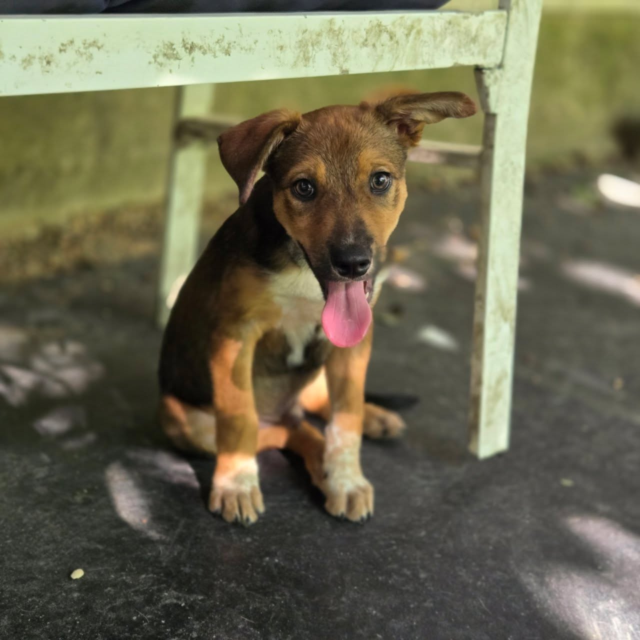 NEW ARRIVAL: Jagger 🐾
Everyone meet Jagger, a 12-week-old Shepherd mix baby who is already stealing hearts left and right!
This sweet little guy is an absolute doll. He loves snuggles more than anything, is doing so well learning life on a leash, and he is already trying his best to keep a clean area. Smart, sweet, and snuggly? Yes, please.
Jagger has the kindest little face and the sweetest personality to match. He is just a baby, but he is already showing us he is going to be such a wonderful addition to a lucky family.
Help us welcome Jagger to SCDRM and share this sweetheart so his forever family can find him! ❤️
🐾 Apply to adopt: scdrm.com/adopt
📍Second Chance Dog Rescue Mansfield
#LikeAndShare #dfw #shepherdmix #shepherdmix #shepherds #puppylove #cuteanimals #fosteringsaveslives #puppy #texas #rescuedismyfavoritebreed #adoptdontshop #dogs #doglover #Rescue