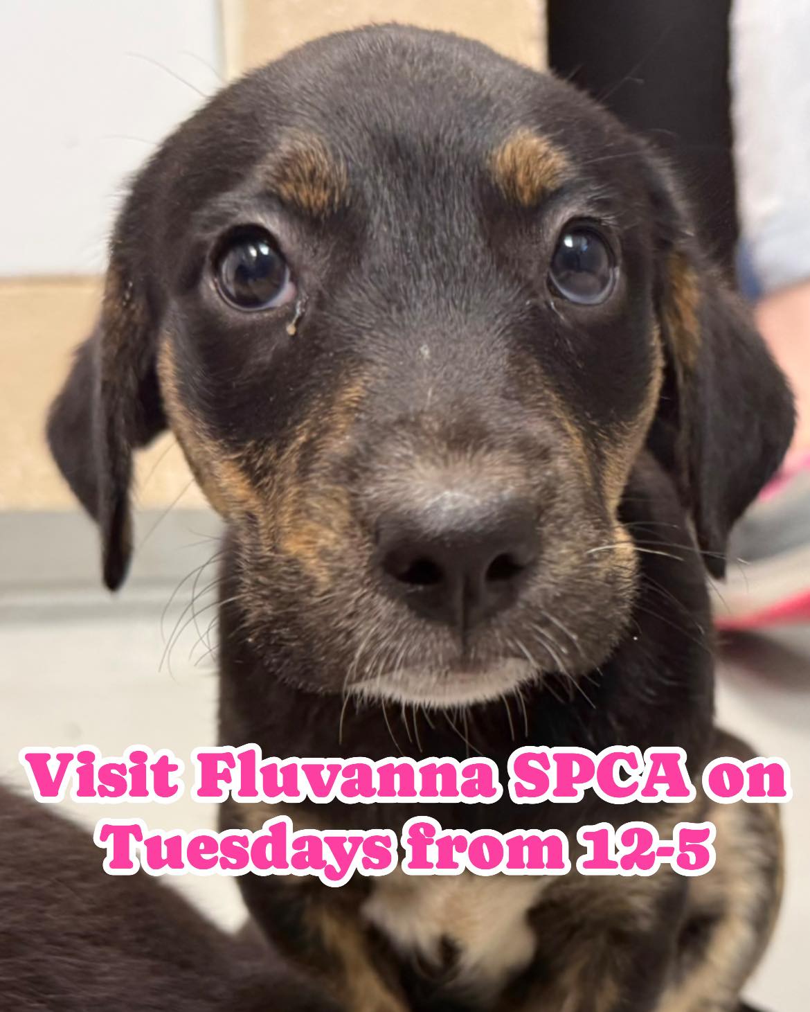 Reyna wanted to let everyone know that Fluvanna SPCA will be open on Tuesdays from 12-5 during BISSELL Pet Foundation Empty the Shelters Adoption event!