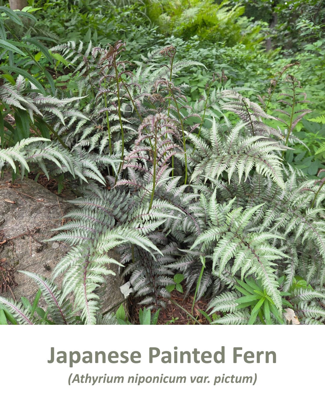 If you've got a shady spot in your yard, don't overlook ferns. 🌿 They're easy to grow, add tons of texture, and make the garden feel lush all season long.
We're especially loving Japanese Painted Fern, Brilliance Fern, Ghost Fern, Victoria Lady Fern, and Hay-Scented Ferns. Each one has its own unique look, but they all shine in part shade/shade.
Do you have a favorite fern, or are you looking for one to try? 🍃