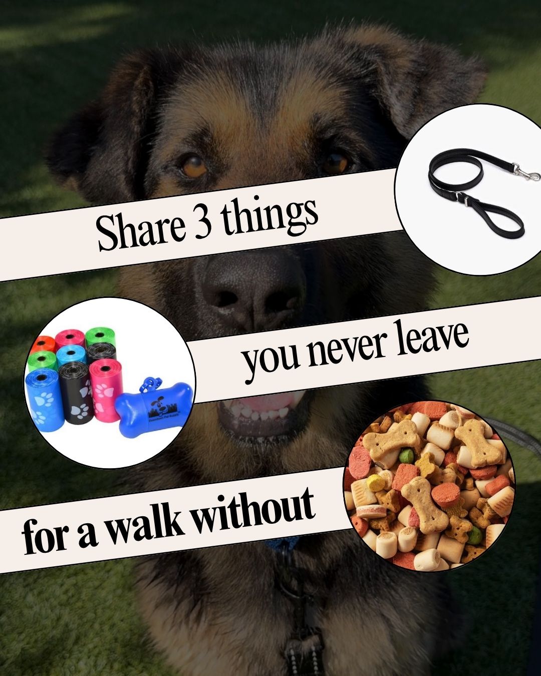 Tell us the 3 things you never leave for a walk without—we'll go first!
A leash, poop bags, and treats.
BONUS: Your favorite walk tip or trick.