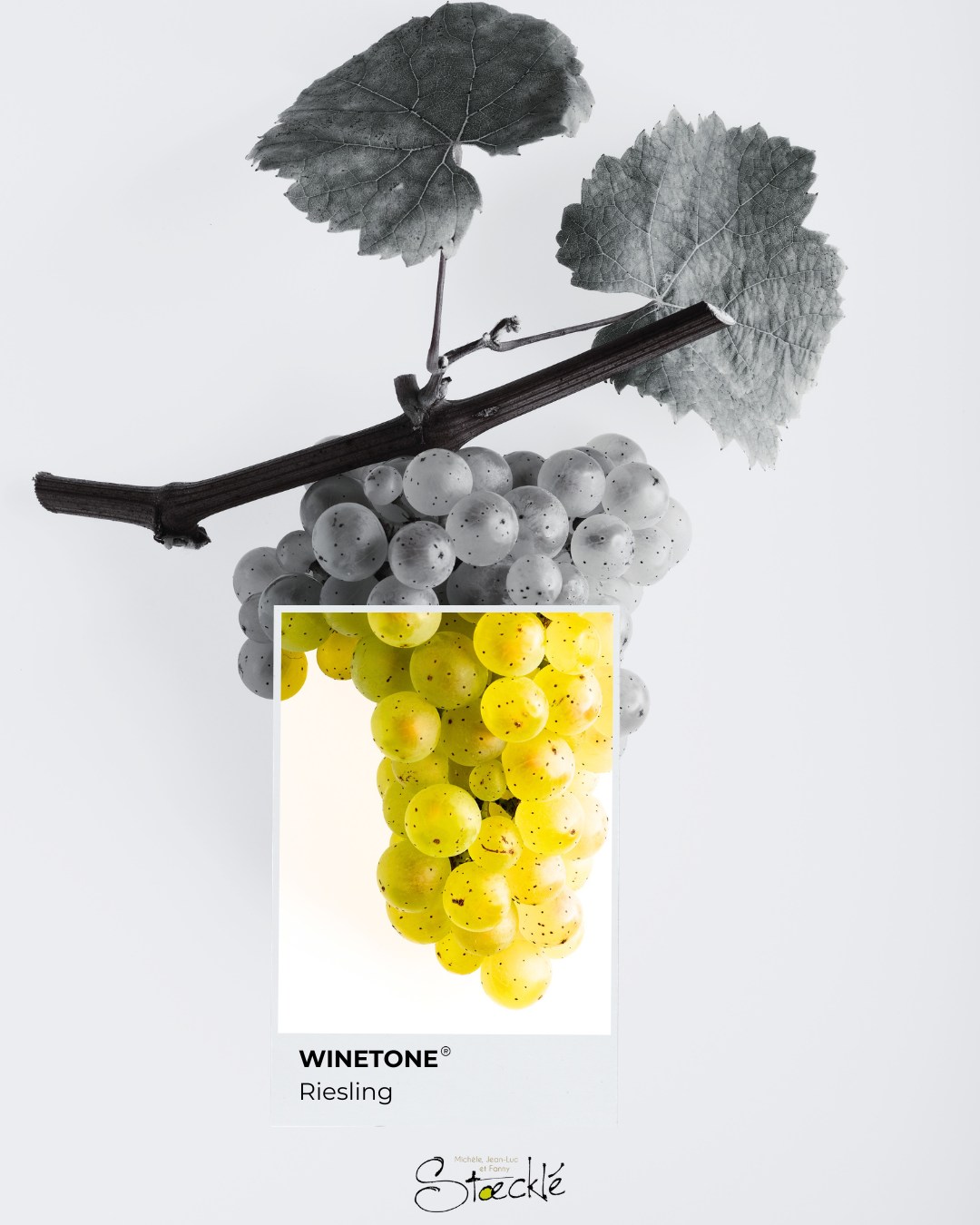 🍇 Wine tones
Muscat, Pinot Gris, Pinot Noir, Gewurztraminer, Riesling : les cépages d’Alsace en version noir & blanc avec leur touche couleur. 🍷
© CIVA
#vindalsace #alsace #colmar #wines
