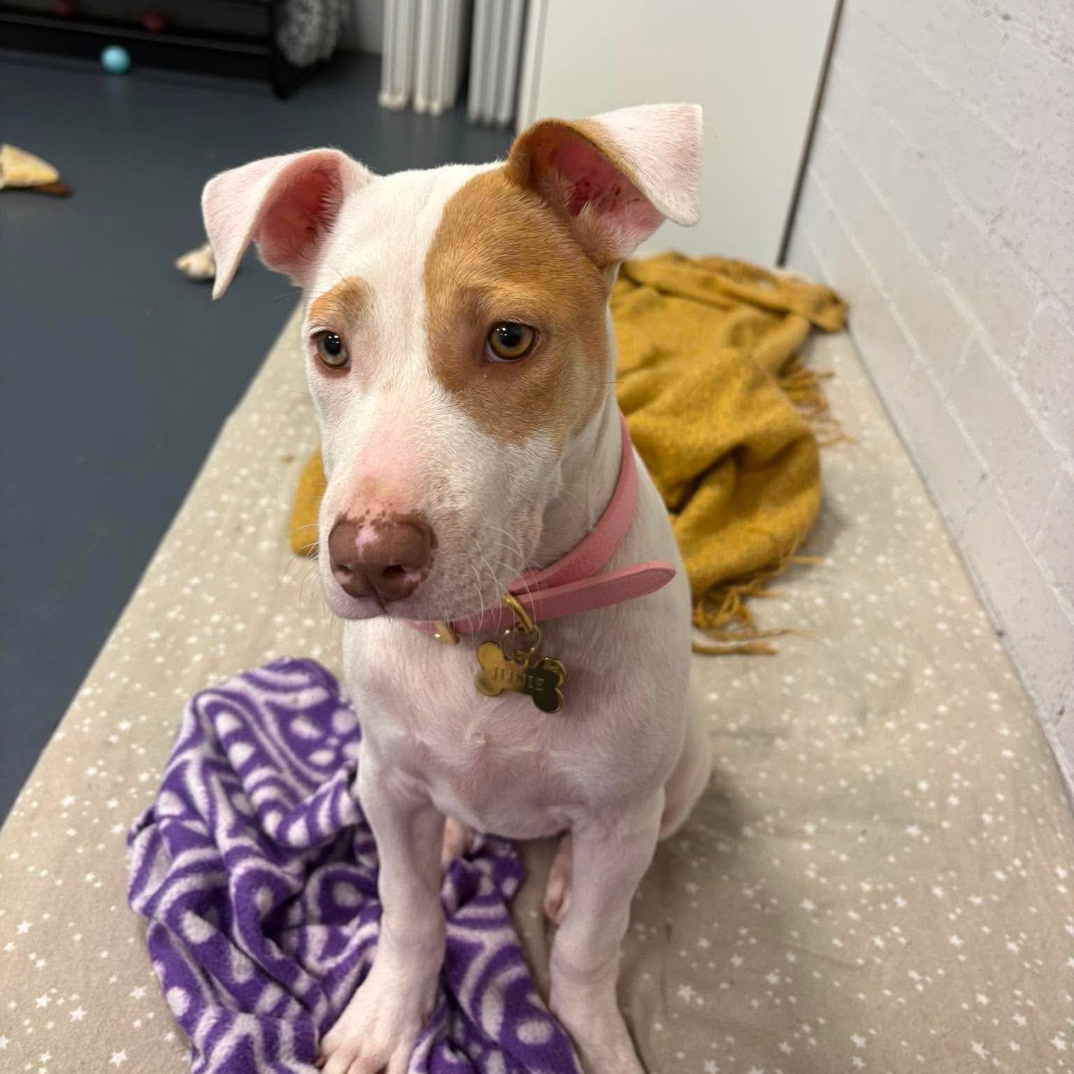 "What is the hardest part about being a doggie daycare attendant?"
It absolutely has to be keeping the cheekies still for a picture! Behind every cute daycare photo are about 50 blurry ones, our poor camera roll. ๐๐พ