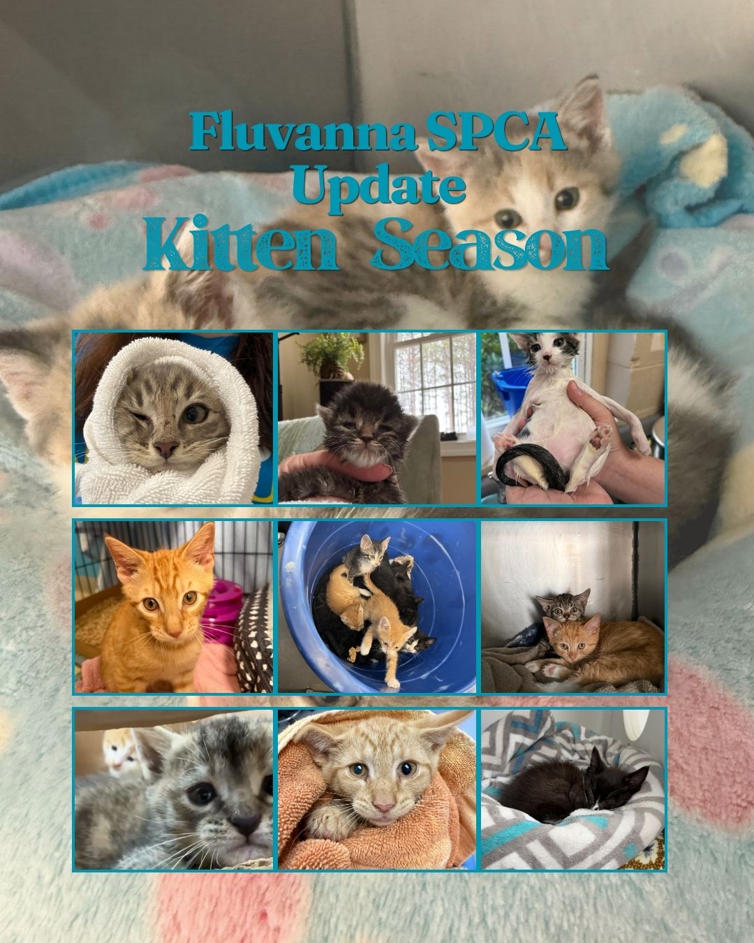 🐱Kitten Season Update🐱
Kittens are still coming into the shelter by the bucket full (check out that center picture!) and, luckily, many of them are regular, healthy kittens who receive their basic vaccines, dewormer, and, after altering, get adopted into their forever families. Some kittens are not as lucky and spend their time with us in our ISO room where they receive extra care before they can continue on their way.
A huge thank you to our kitten and cat fosters! You are the soft place for these babies to land while they grow and gain strength for their next big adventure—a family of their own. You allow us to help so many more and save so many lives through your kindness and care.
Want to help our cats and kittens on their journey to a home? Please, check out FSPCA.org 's Donate tab. There you'll find the option to donate money or select from our wishlists for our most needed supplies.
#weloveourcommunity #kittenseason2026 #fluvannaspca #adoptdontshop #SmallGesturesBigImpact