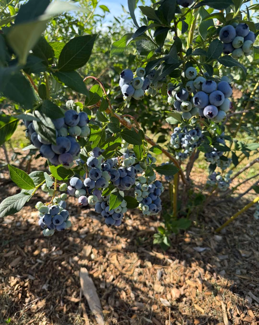 We will be open tomorrow, Saturday the 11th starting at 8am. Will stay open all day unless picked out.
Please don’t all rush out at once! There’s will be tons of picking for the next month or so!
Use the Atlas entrance please. 14872
N Atlas Rd. I will put a pic in the comments with a little map. Park near the blueberry checkout stand. Just try to park in a way that doesn’t block roads completely.
$4.50 a lb. This includes tax.
Buckets, bags, flats provided.
Not sprayed!
Cash or Venmo!