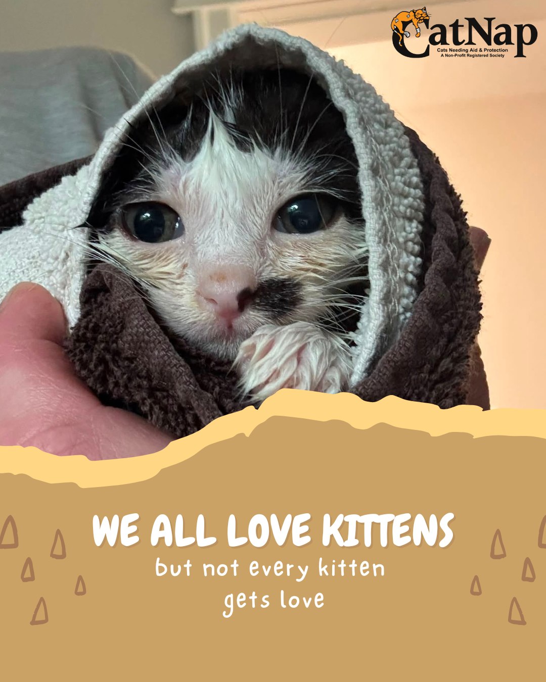 July 10 is National Kitten Day
Who doesn't love kittens? Their tiny paws, playful personalities, and sweet little faces can melt anyone's heart.
At CatNap, we also see the heartbreaking side of kitten season. Every year, countless unwanted kittens are born into unsafe conditions, left to fend for themselves, or arrive at our doors needing urgent care.
While everyone loves cuddling kittens, we know the suffering that comes when feral cats have their kittens outdoors. Many kittens born outdoors do not survive.
The kindest way to help isn't just by admiring kittens — it's by preventing unwanted litters. Please spay and neuter your pets. It's one small decision that makes a lifetime of difference.
This kitten was rescued when she was approximately 7-8 weeks old, She weighed less than half the expected weight of a kitten her age and was overburdened with parasites, infection and malnutrition. Her brother, who was rescued with her, did not survive. With the care of a CatNap foster home, this kitten is currently doing well.
Please note: We post our adoptable cats and kittens to our social media when they are medically and socially ready for adoption.