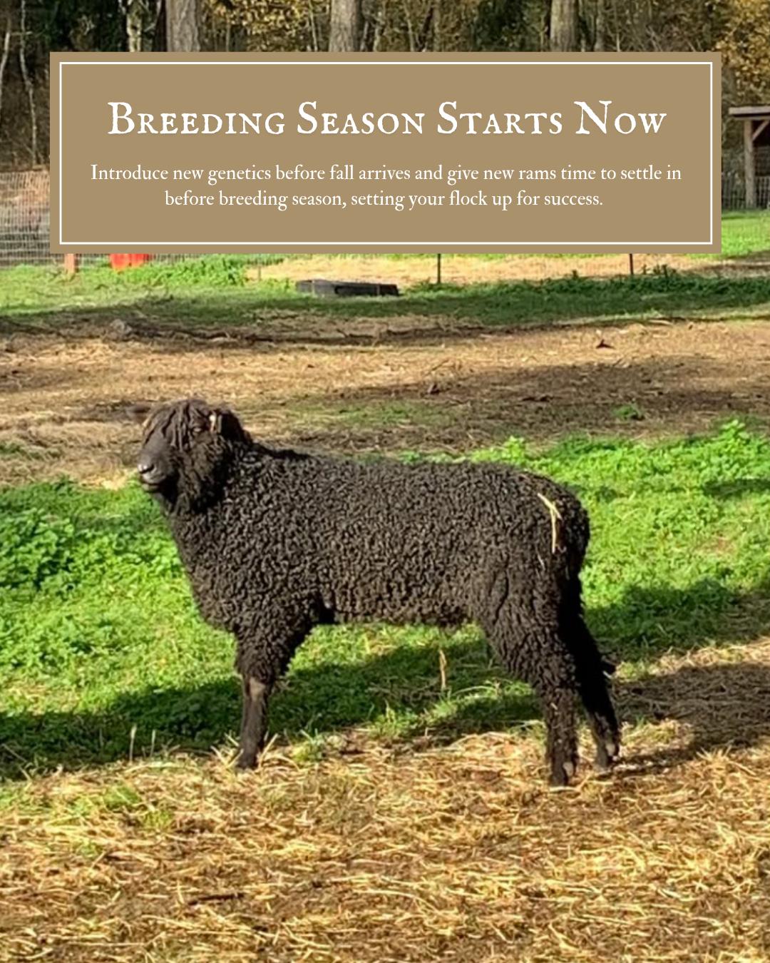 From one breeder to another: Now is the time to start planning for breeding season 🐑
While most sheep aren't bred until the fall, bringing new genetics onto your farm well in advance gives your animals time to settle in, adjust to their new environment, and become part of the flock before breeding begins.
Spring-born ram lambs are often mature enough to service ewes by late fall, while proven adult rams are ready to go much sooner. Planning ahead now means you'll be ready when breeding season arrives.
If improving fleece quality, conformation, temperament, or introducing new bloodlines is part of your breeding goals this year, we're here to help.
We have registered, proven Wensleydale, Teeswater, and Valais Blacknose rams available and ready to elevate the next generation of your flock.
Call Ken at 360-969-3359 or email Nan at wildrosefarmwhidbey@gmail.com for more details 🐑
#breedingram #ramsforsale #wensleydalesheep #teeswatersheep #breedingstock