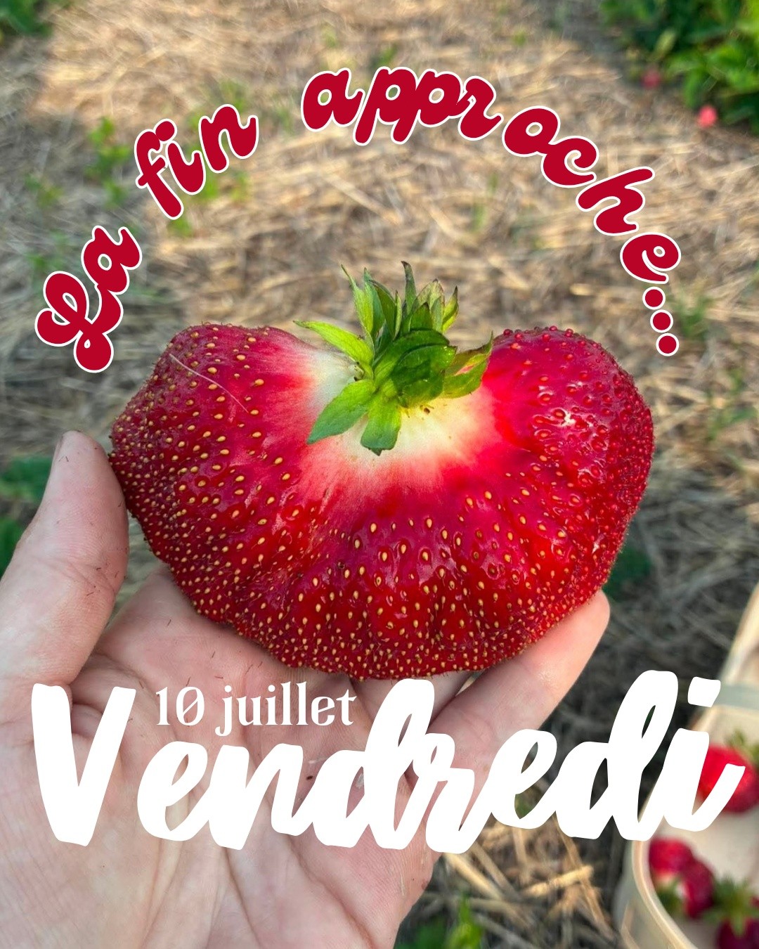 🍓 Et oui… la fin approche!
À la ferme, nous cultivons uniquement des fraises de mi-saison, celles qu'on appelle les **fraises d'été**. Elles font leur apparition autour de la Saint-Jean et leur saison se termine habituellement vers la mi-juillet.
Il ne reste donc qu'environ **une semaine** pour en profiter! ❤️
C'est le moment idéal pour venir faire une dernière autocueillette en famille, remplir le congélateur ou simplement savourer le goût des vraies fraises d'ici.
On vous attend à la ferme ce vendredi! 🍓🌞
À partir de 9h.
7 Trait-Carré Ste-Anne-des-Plaines
