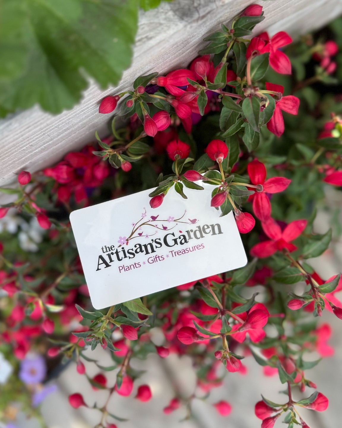 We often get messages asking if we offer gift cards and the answer is YES!
Perfect for those times when you’re afar, can’t quite pinpoint the exact scent or plant they’d want, need a housewarming gift, want to send a thank-you, or simply want to spread a little dose of happiness.
Gift cards can be purchased online and delivered digitally, or physical cards are available in-person at The Artisan’s Garden.