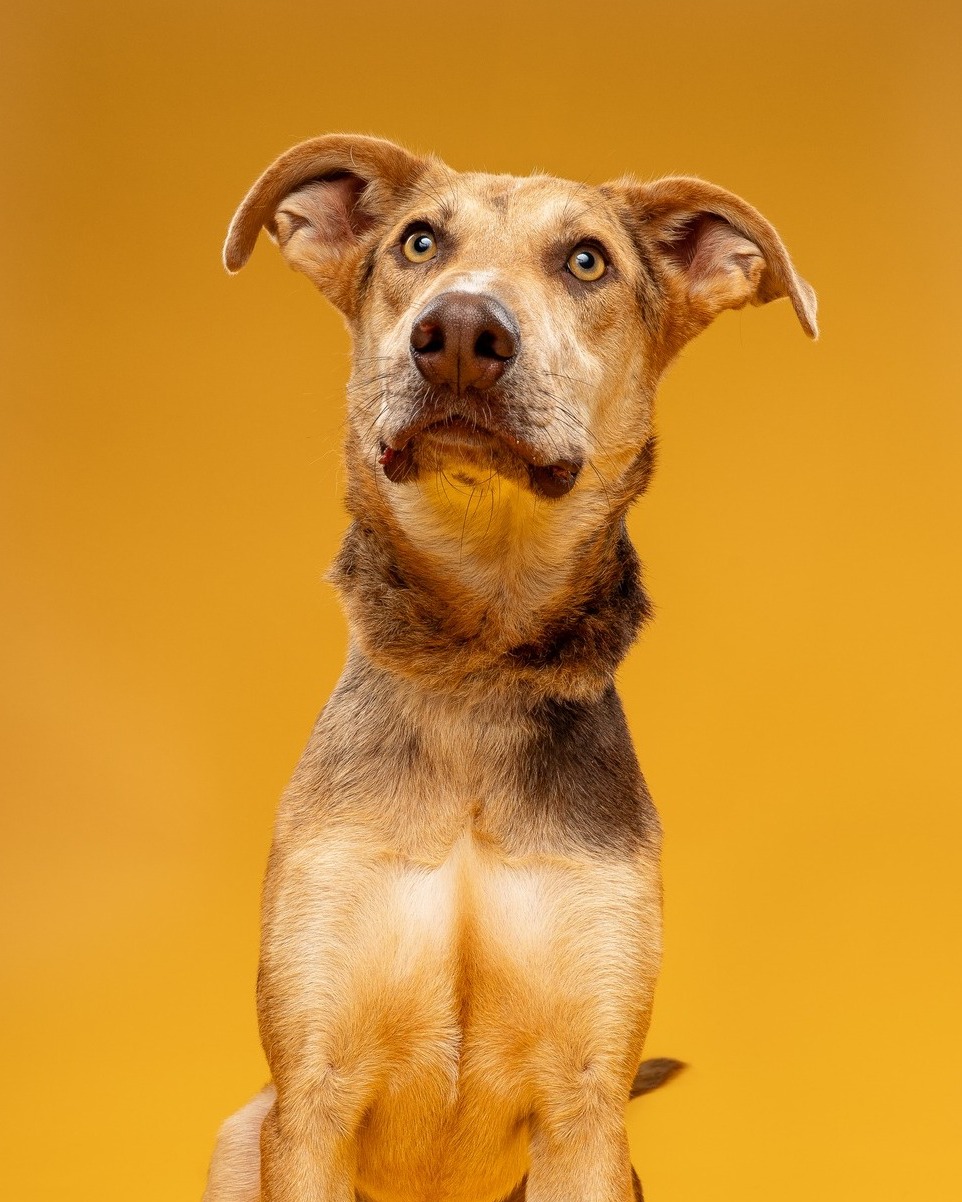 It's time to introduce our @cbsnewstexas 𝐏𝐞𝐭 𝐨𝐟 𝐭𝐡𝐞 𝐖𝐞𝐞𝐤, 𝐀𝐥𝐟𝐚𝐥𝐟𝐚!
Are you looking for a handsome, 𝟑-𝐲𝐞𝐚𝐫-𝐨𝐥𝐝 𝐦𝐚𝐥𝐞 𝐂𝐚𝐭𝐚𝐡𝐨𝐮𝐥𝐚 𝐦𝐢𝐱 with the brain of a rocket scientist and the energy of a toddler on espresso? Meet Alfalfa! 𝐓𝐡𝐢𝐬 𝐬𝐭𝐫𝐢𝐤𝐢𝐧𝐠 𝐛𝐨𝐲 𝐡𝐚𝐬 𝐭𝐰𝐨 𝐬𝐩𝐞𝐞𝐝𝐬: "Go, Go, Go!" and "Snuggle, Snuggle, Snuggle." He’s highly intelligent and fiercely loyal, so he needs a fun, active family to give him puzzles and structure, not to let him use his big brain to figure out how to open the fridge.
After a long day of outdoor adventures and toy evaluation, this 𝐕𝐞𝐥𝐜𝐫𝐨 𝐝𝐨𝐠 enters full-on barnacle mode, sticking to your side for endless couch cuddles. If you have an active lifestyle and an empty spot on your sofa, Alfalfa is ready to be your new best friend! 𝐂𝐨𝐦𝐞 𝐦𝐞𝐞𝐭 𝐡𝐢𝐦 𝐭𝐨𝐝𝐚𝐲 at our @petco 𝐖𝐚𝐭𝐚𝐮𝐠𝐚 𝐀𝐝𝐨𝐩𝐭𝐢𝐨𝐧 𝐄𝐯𝐞𝐧𝐭 𝐟𝐫𝐨𝐦 𝟏𝟎 𝐚.𝐦.- 𝟑 𝐩.𝐦. Learn more on our website.
#PetoftheWeek #CBSNews #adoptdontshop #petcolovepartner @petcolove