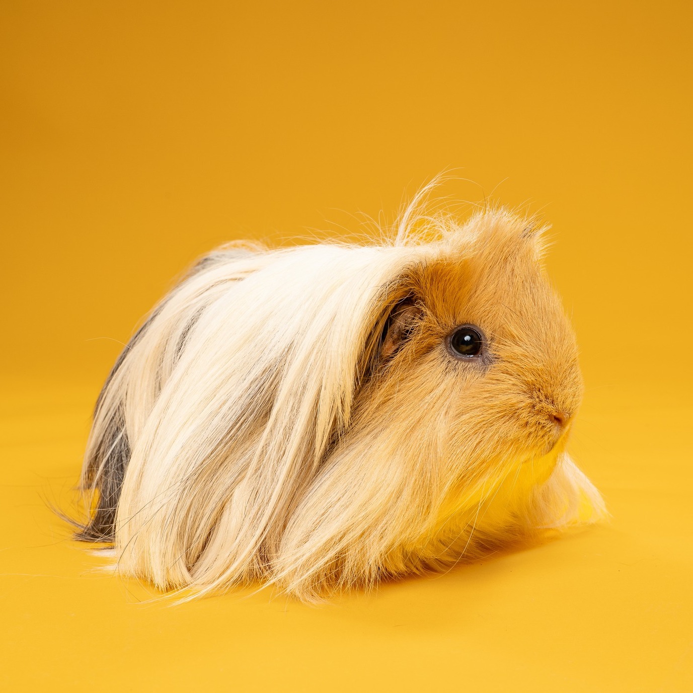 Small pets. Big personalities. Huge potential for stealing your heart.
𝐓𝐨𝐦𝐨𝐫𝐫𝐨𝐰, 𝐉𝐮𝐥𝐲 𝟏𝟐, our tiniest (but mightiest) adoptable pets are heading to @petco 𝐖𝐚𝐭𝐚𝐮𝐠𝐚 𝐟𝐫𝐨𝐦 𝟏𝟎 𝐚.𝐦. 𝐭𝐨 𝟑 𝐩.𝐦. for an offsite adoption event. These little ones may not take up much space, but they’re bringing plenty of personality, love, and “please take me home” energy.
Stop by and meet the pint-sized crew ready to find their forever families.
See the 𝐩𝐞𝐭𝐬 𝐣𝐨𝐢𝐧𝐢𝐧𝐠 𝐮𝐬 𝐭𝐨𝐦𝐨𝐫𝐫𝐨𝐰 and start your adoption journey on our website!
#HSNT #AdoptDontShop #RescuePets #PetAdoption @petcolove #petcolovepartner