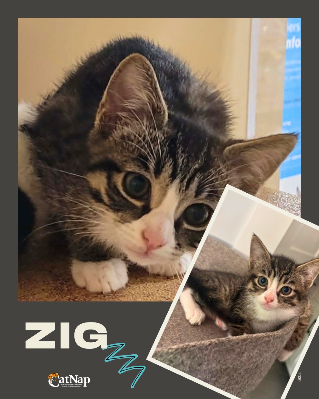 Zig has been #ADOPTED from PetSmart, Nanaimo