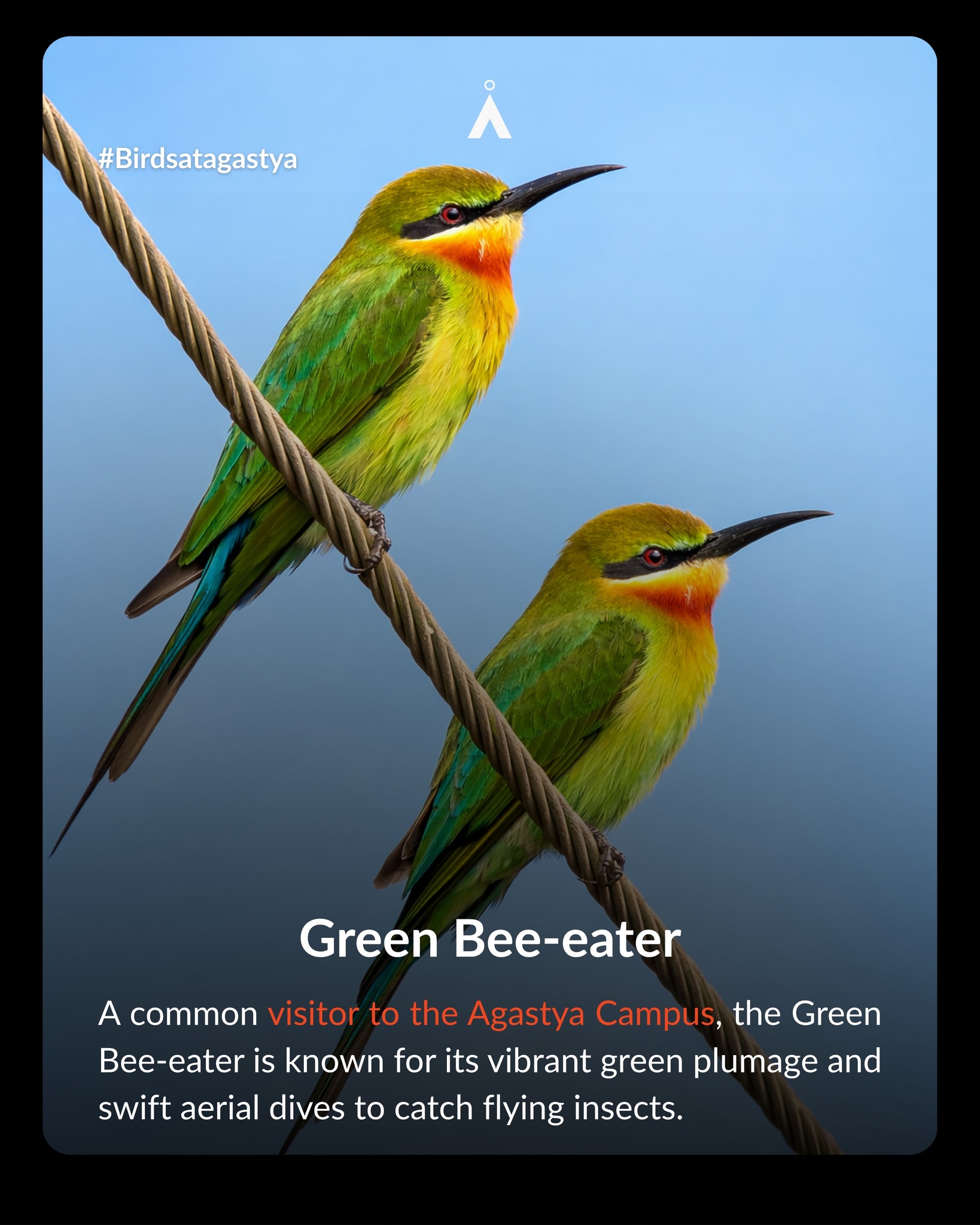 Meet the Green Bee-eater, one of the vibrant birds that can often be spotted around the Agastya Campus. Known for its agile flight, it darts through the air to catch flying insects, making it an important part of the campus ecosystem.
Captured at Agastya Campus, Gudivanka, Andhra Pradesh, this beautiful bird is another reminder of the rich biodiversity that surrounds us.
Stay tuned as we continue to showcase the remarkable birdlife found across our campus.
#GreenBeeEater #BirdsAtAgastya #CampusBiodiversity #Birdwatching #NaturePhotography #Gudivanka #AndhraPradesh