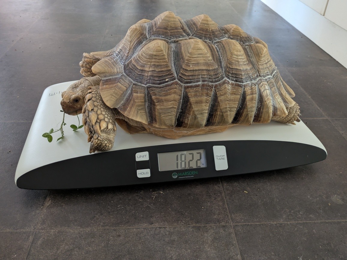 Moose desperately tries to convince everyone at weight watchers that she has been following the diet plan.