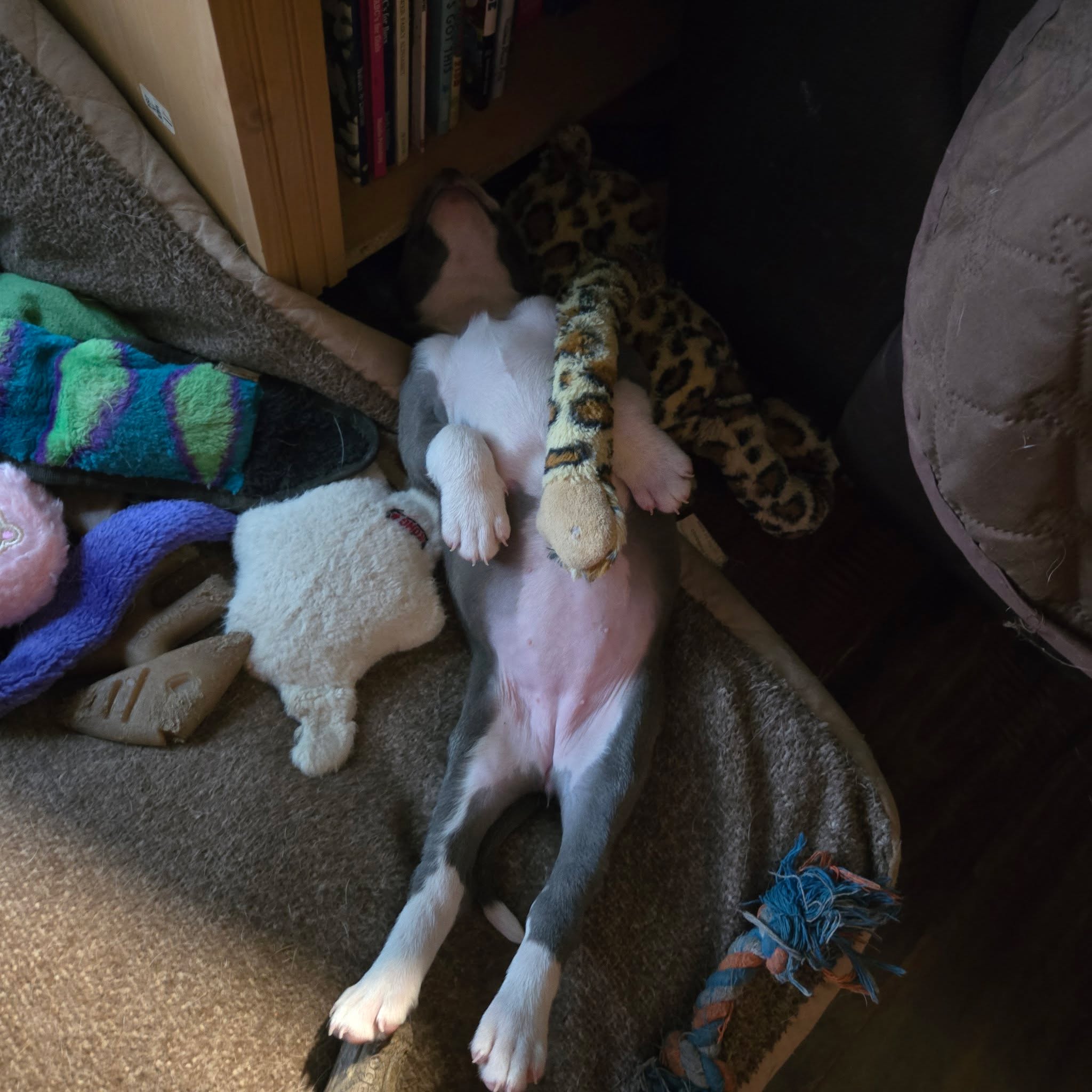 😴🐾 GOOD MORNING, SLEEPY PUPS! 🐾😴
What is the funniest position your dog sleeps in?
Upside down?
Halfway off the couch?
Legs straight in the air?
Curled into a tiny ball even though they take up the whole bed? 😂
Show us your pups in their funniest sleeping positions in the comments! We want to see all the sleepy, silly, completely uncomfortable-looking dogs. 📸🐶
Drop those photos below! ❤️