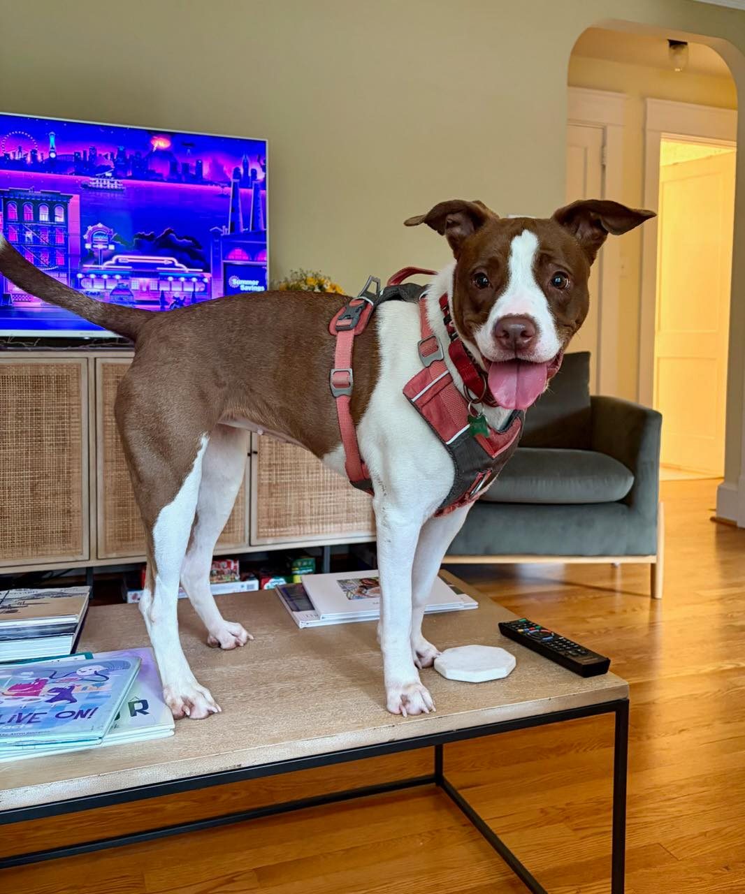 Pebbles didn’t quite understand being in a home at first….but quickly figured out that the couch is the best place to be.
She is hanging out in foster for a short time and would love to transition into her own home!
#FluvannaSPCA #AnimalRescue #fluvannaspca #adoptdontshop #myfavoritebreedisrescued #rescuedismyfavoritebreed #ShelterDog #AdoptDontShop #summerdog #adoptapit