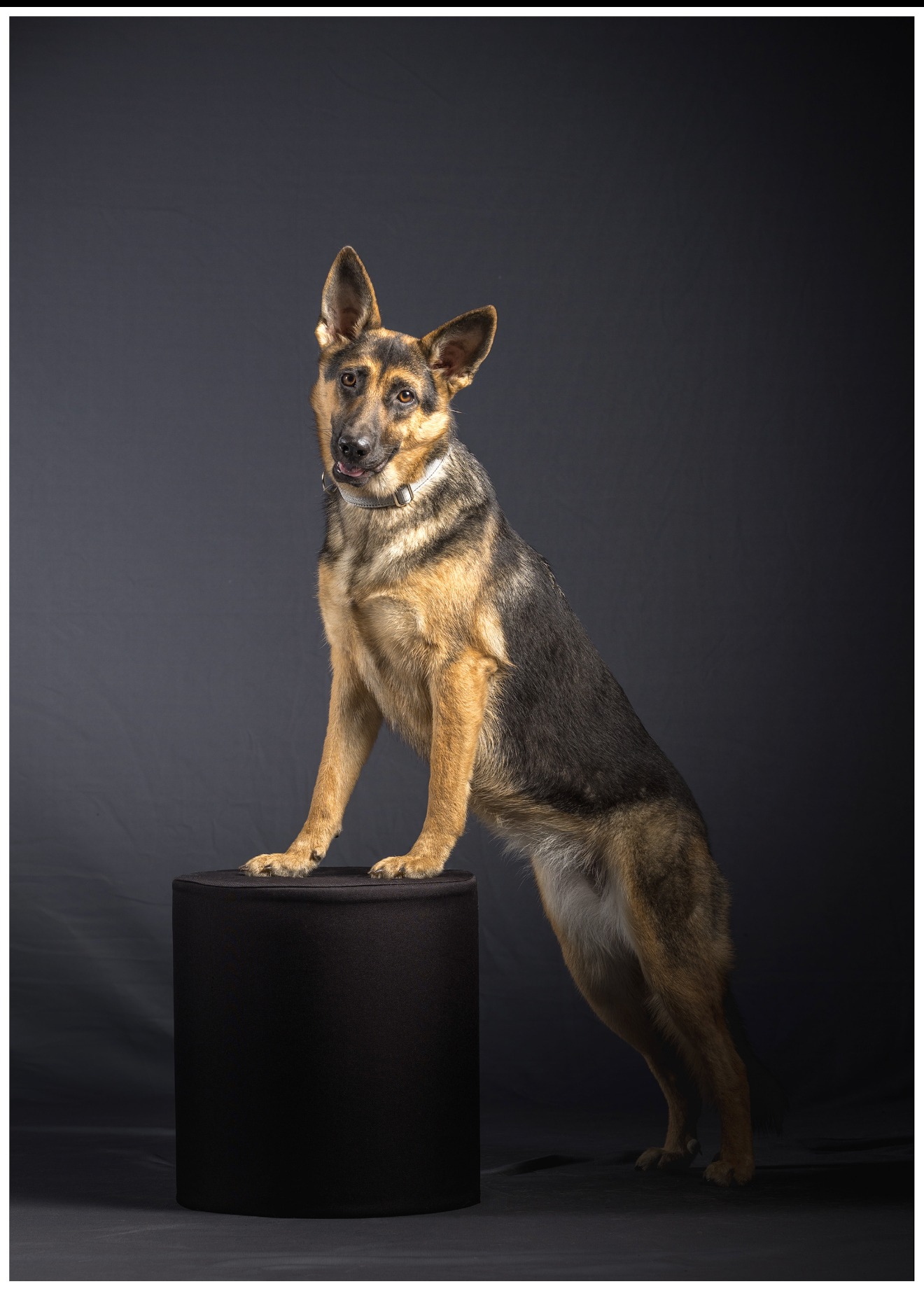 ✨ SHE’S BEAUTY. SHE’S GRACE. SHE’S ZOEY.
Zoey is a breathtaking 1-year-old German Shepherd with the kind of presence that makes you stop and stare—but don’t let the photo fool you! This beautiful girl weighs only 41 pounds and is much more petite than she looks.
Zoey is looking for more than just a home. She is looking for her person.
Someone who wants a loyal companion by their side. Someone who will appreciate her beautiful spirit, her devotion, and the special bond that comes from being chosen by a German Shepherd. Zoey is the kind of dog who could become your best friend, your shadow, your adventure buddy, and your constant source of love.
She is young, beautiful, and has an entire lifetime ahead of her. All she needs now is someone willing to give her the forever she deserves.
Zoey does have megaesophagus, but it is manageable with the proper routine and care. Her foster mom knows Zoey’s needs, has been caring for her wonderfully, and would be happy to answer questions and help her future family feel confident.
Zoey is not her diagnosis.
She is loyal. She is graceful. She is beautiful. She is ready to belong to someone.
❤️ Apply to adopt Zoey at www.scdrm.com/adopt
Even if Zoey cannot be yours, please share her. Her forever person may be one share away.
📸 Thank you, Matt Morris Dog Photography , for the beautiful photo!
#rescue #mansfieldtx #LikeFollowShare #photoftheday #photooftheday #germanshepherd #germanshepherdlove #megaesophagusdog #megaesophagus #texasdog #texasdogs #SharePost #sharethelove #adoptdontshop