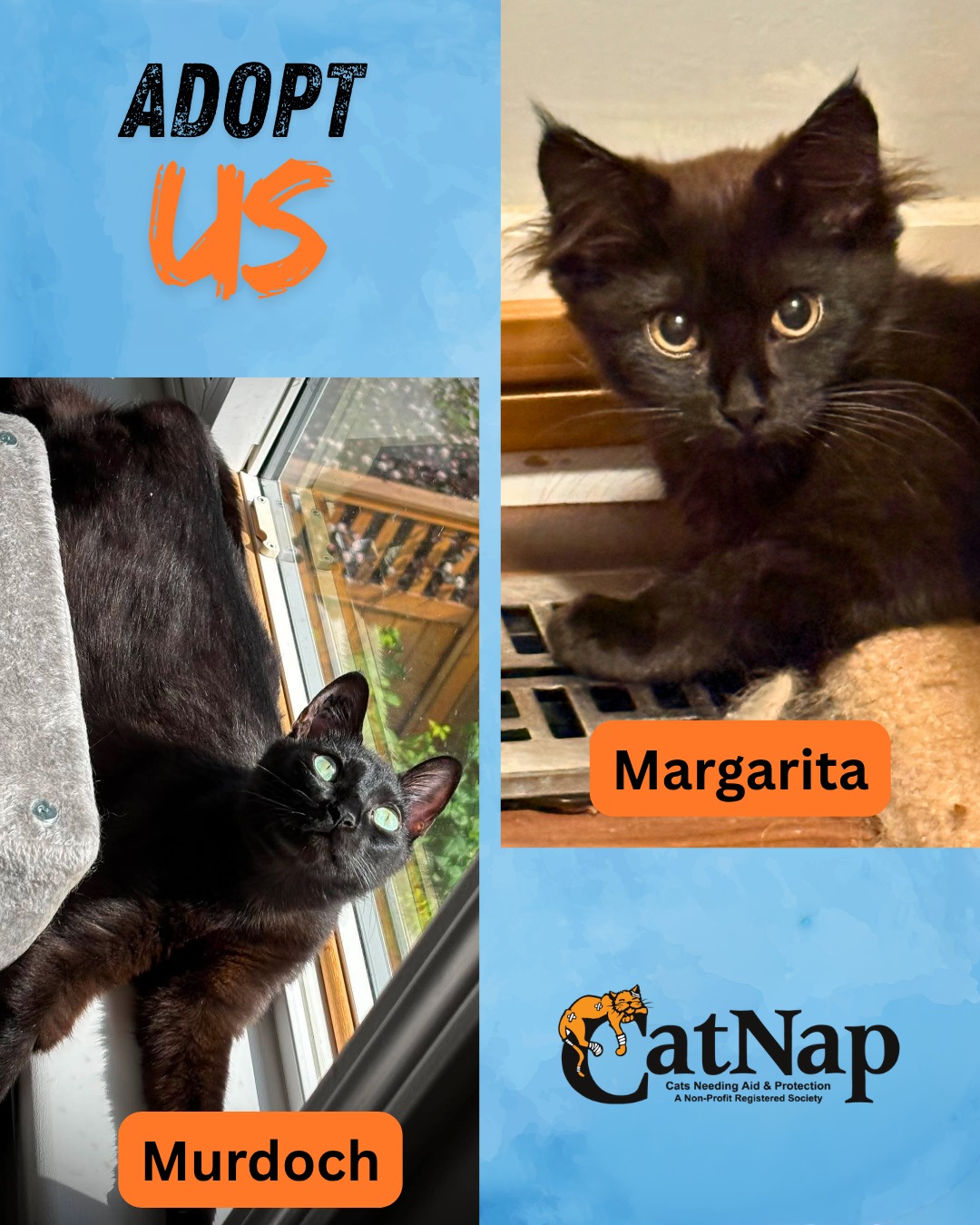 Murdoch and Margarita are hoping their forever families will stop by Bosley's University Village, Nanaimo to meet them.
These two stunning black kitties are looking for their forever homes.
Read all about them their original posts on our IG Profile page
